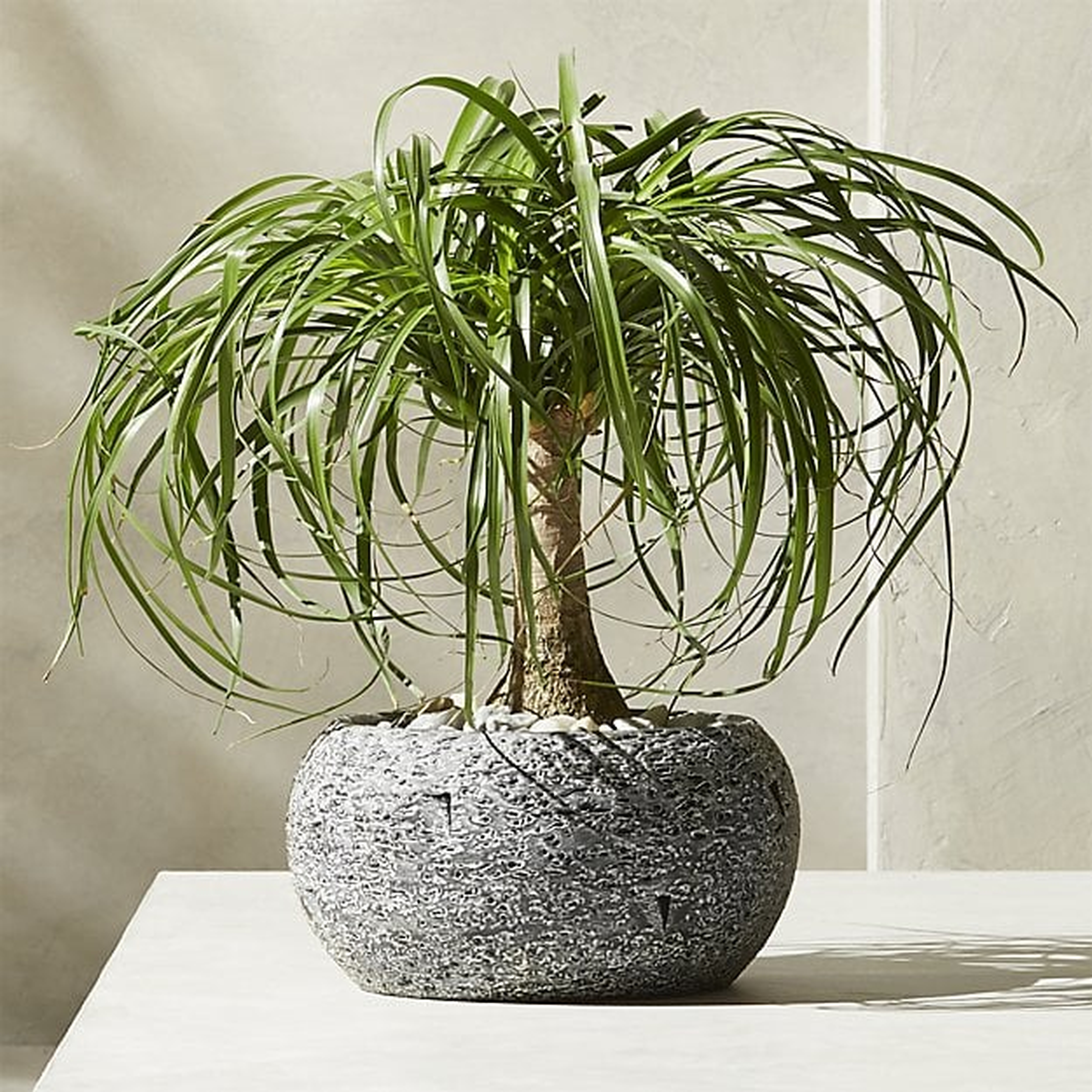 etna grey short planter - plant not included - CB2