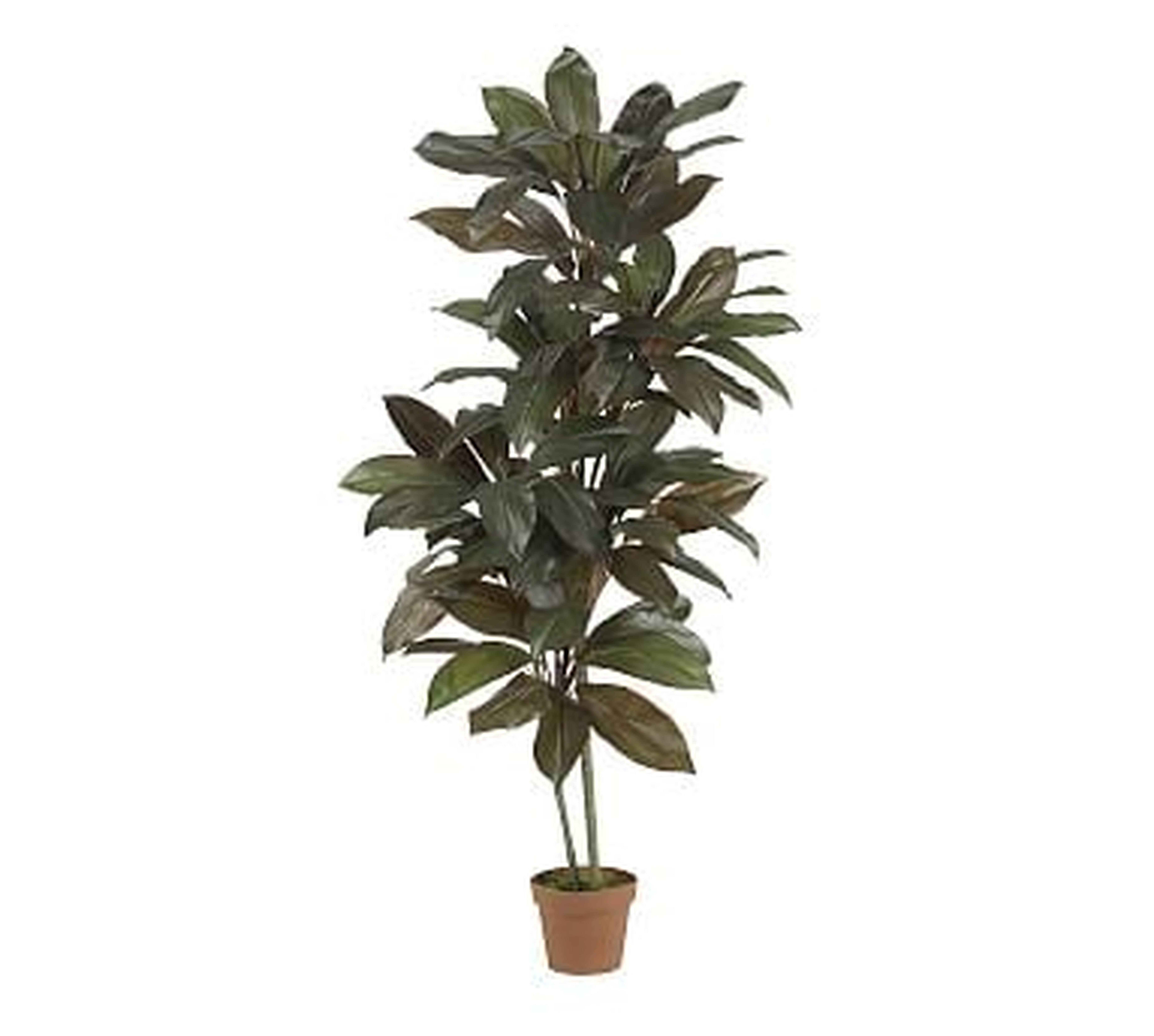Faux Potted Cordyline Plant - Pottery Barn