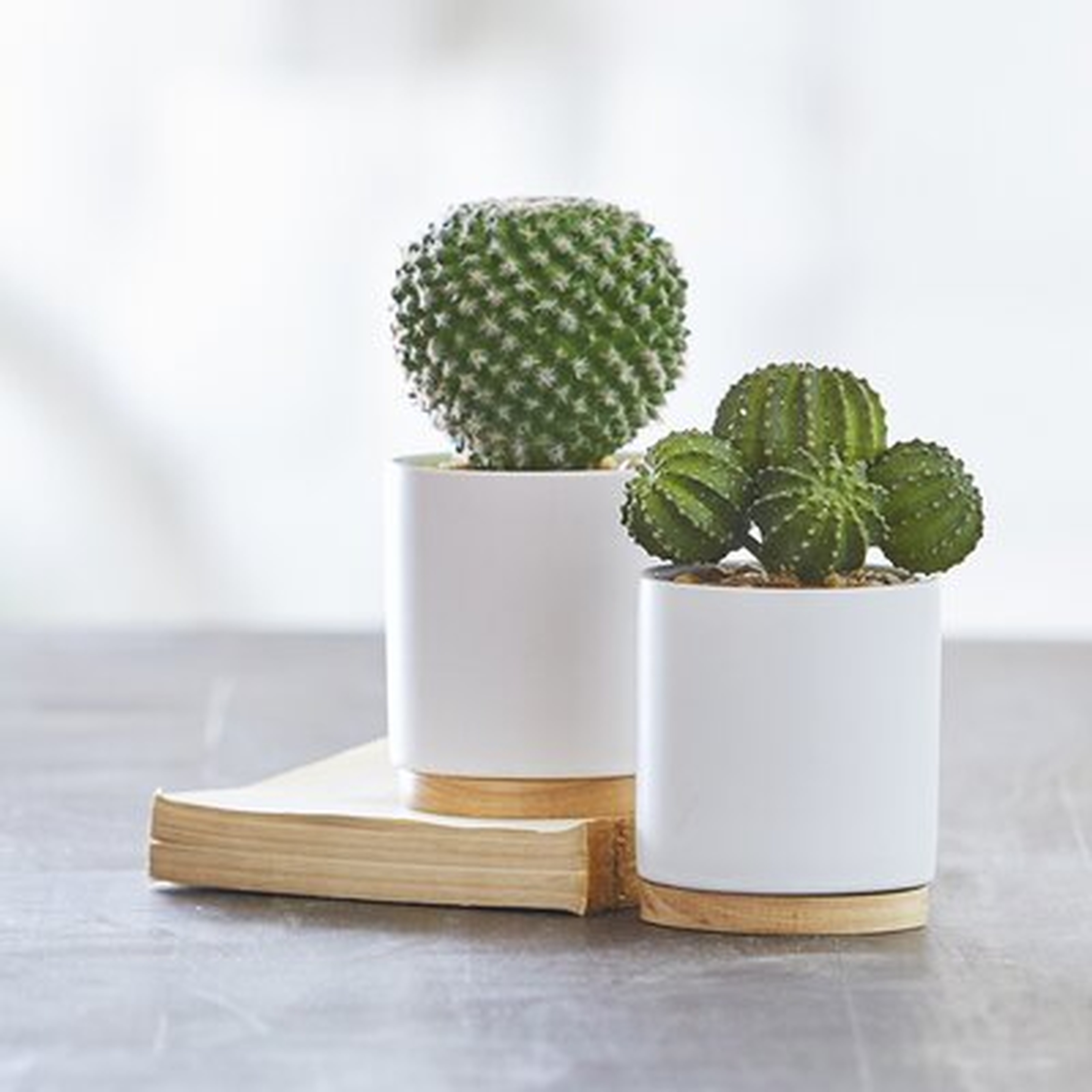 2 Piece Potted Cactus Plant in Pot Set - Wayfair