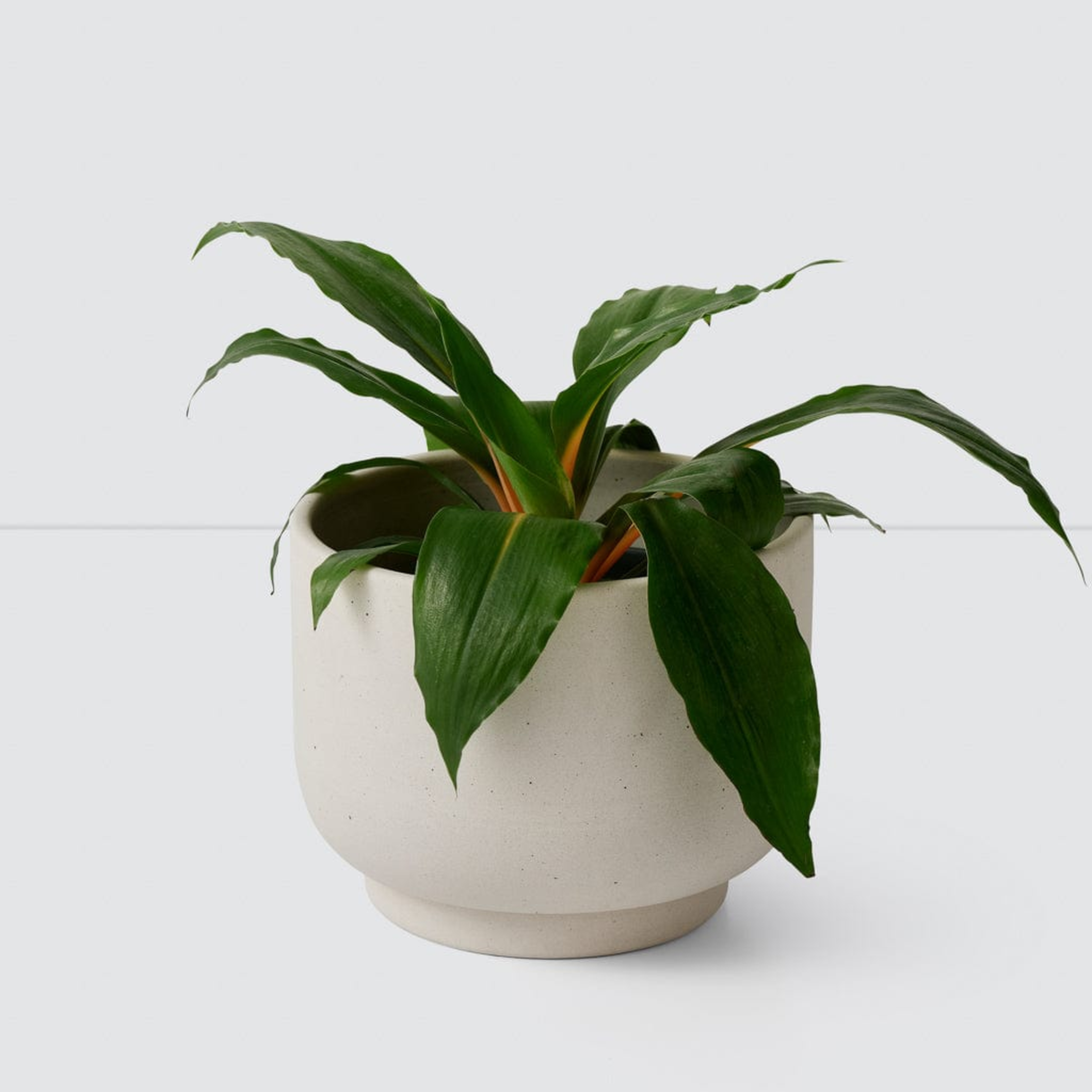 The Citizenry Paseo Tabletop Planter | Ivory - The Citizenry
