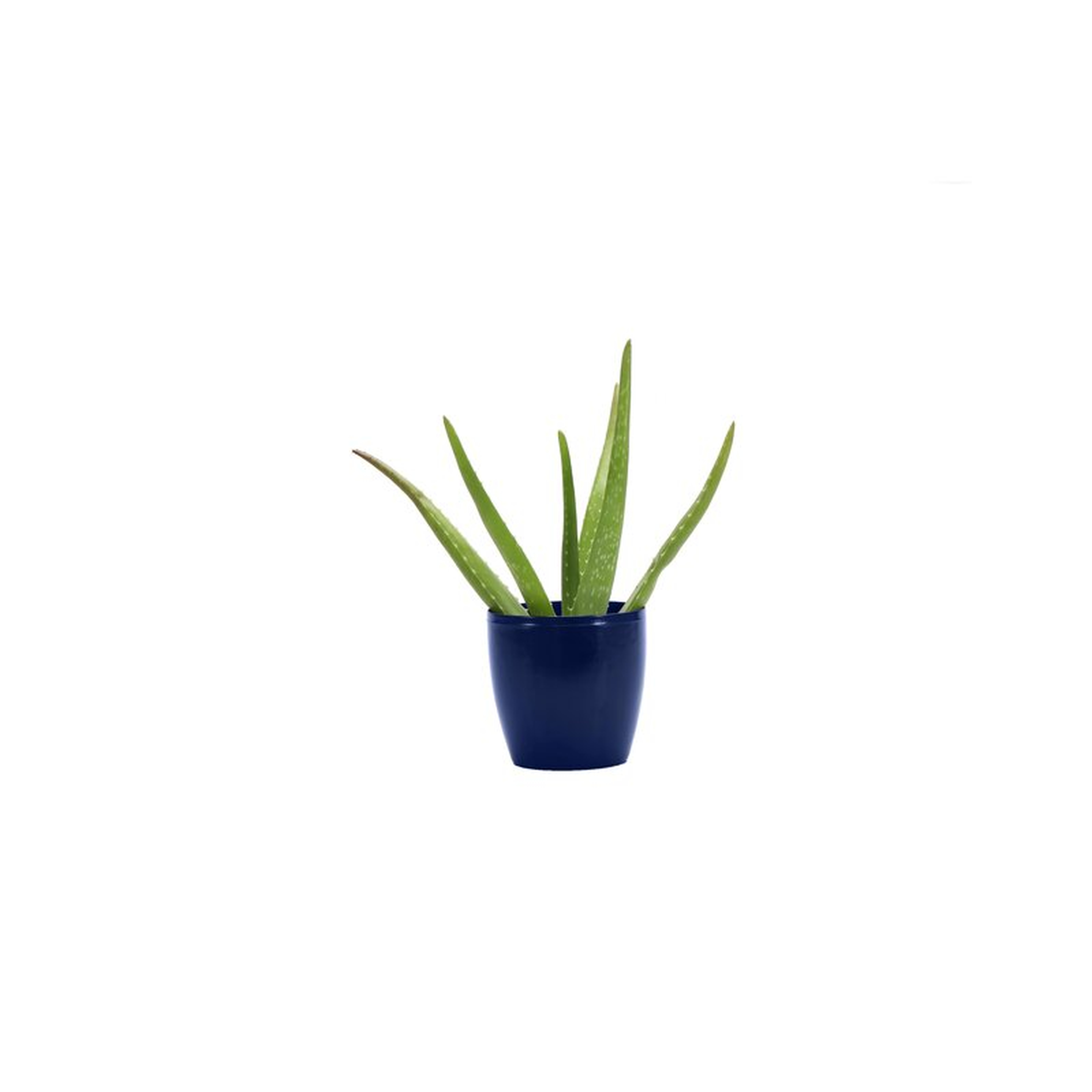 Thorsen's Greenhouse 6" Live Aloe Plant in Pot Base Color: Iris - Perigold