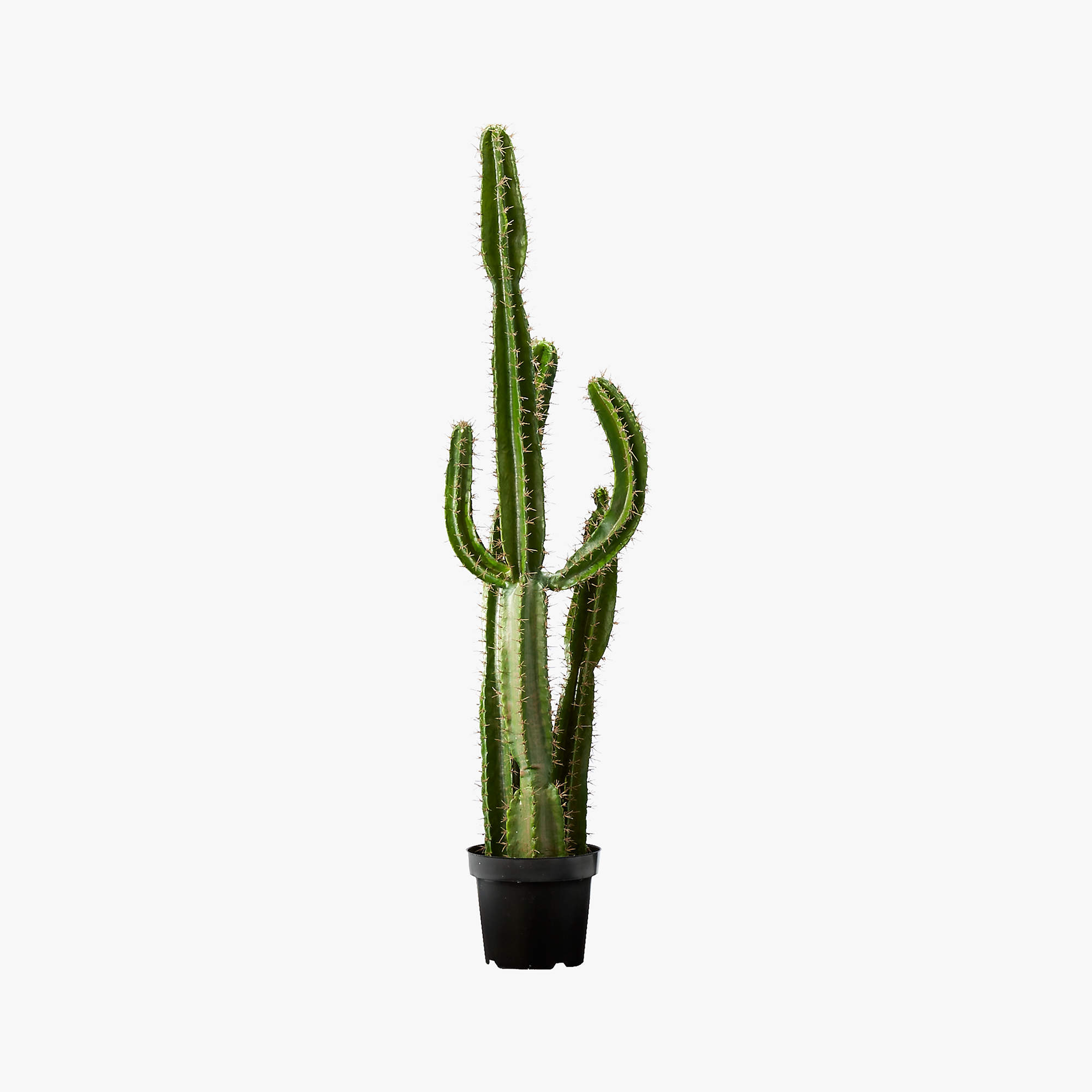 Faux Potted Cardon Cactus, 5' - CB2