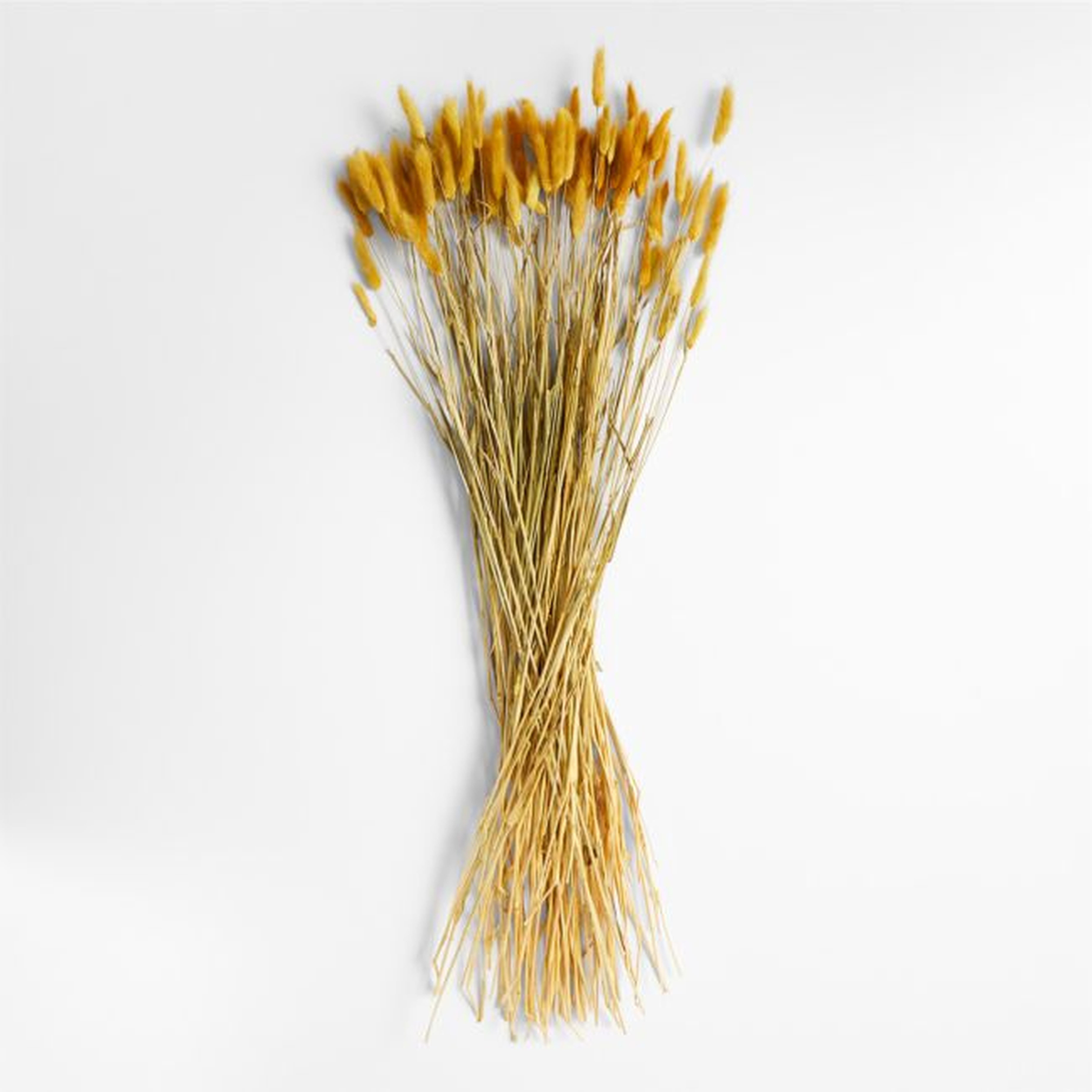 Goldenrod Yellow Dried Bunny Tail Bunch - Crate and Barrel