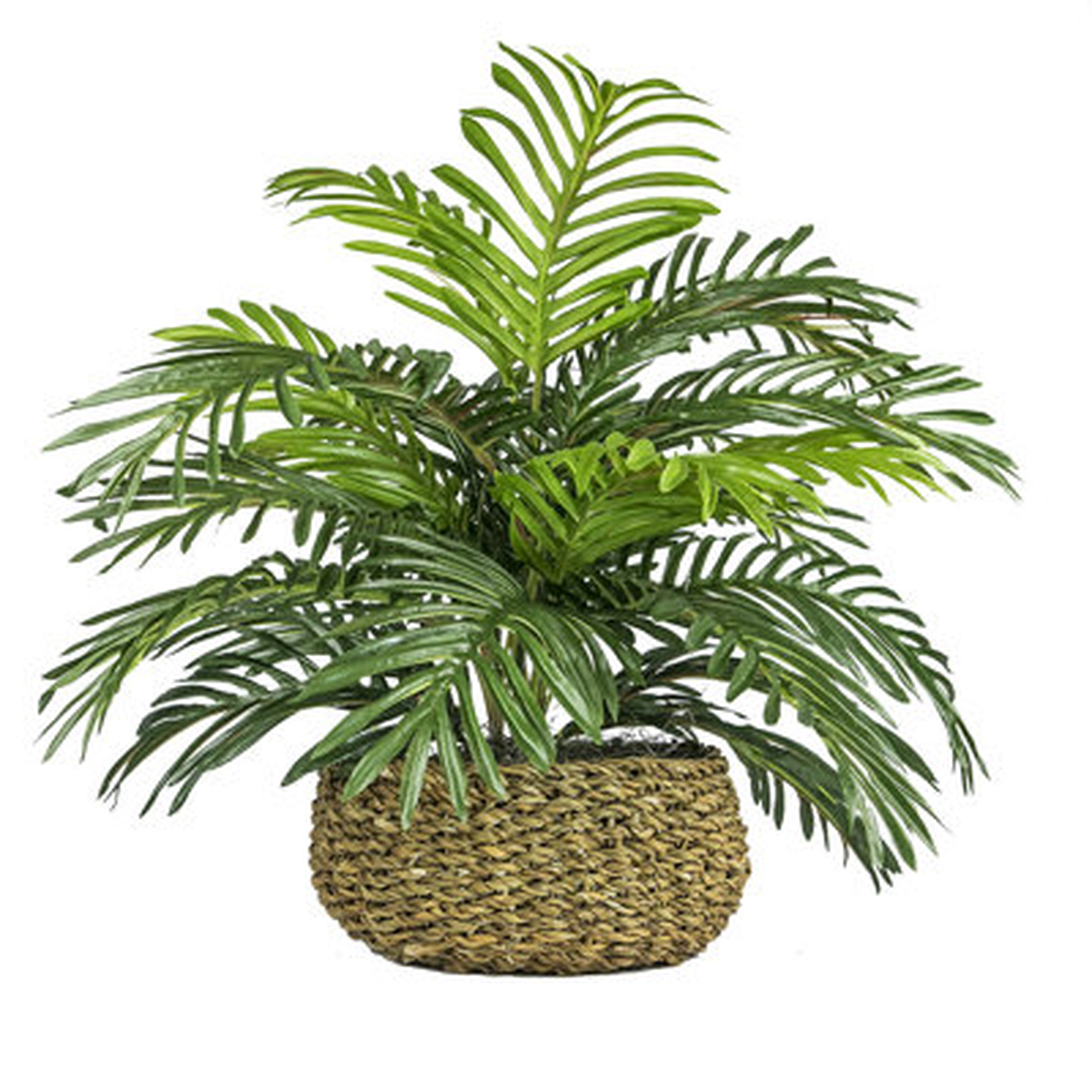 Palm Plant in Basket - Wayfair