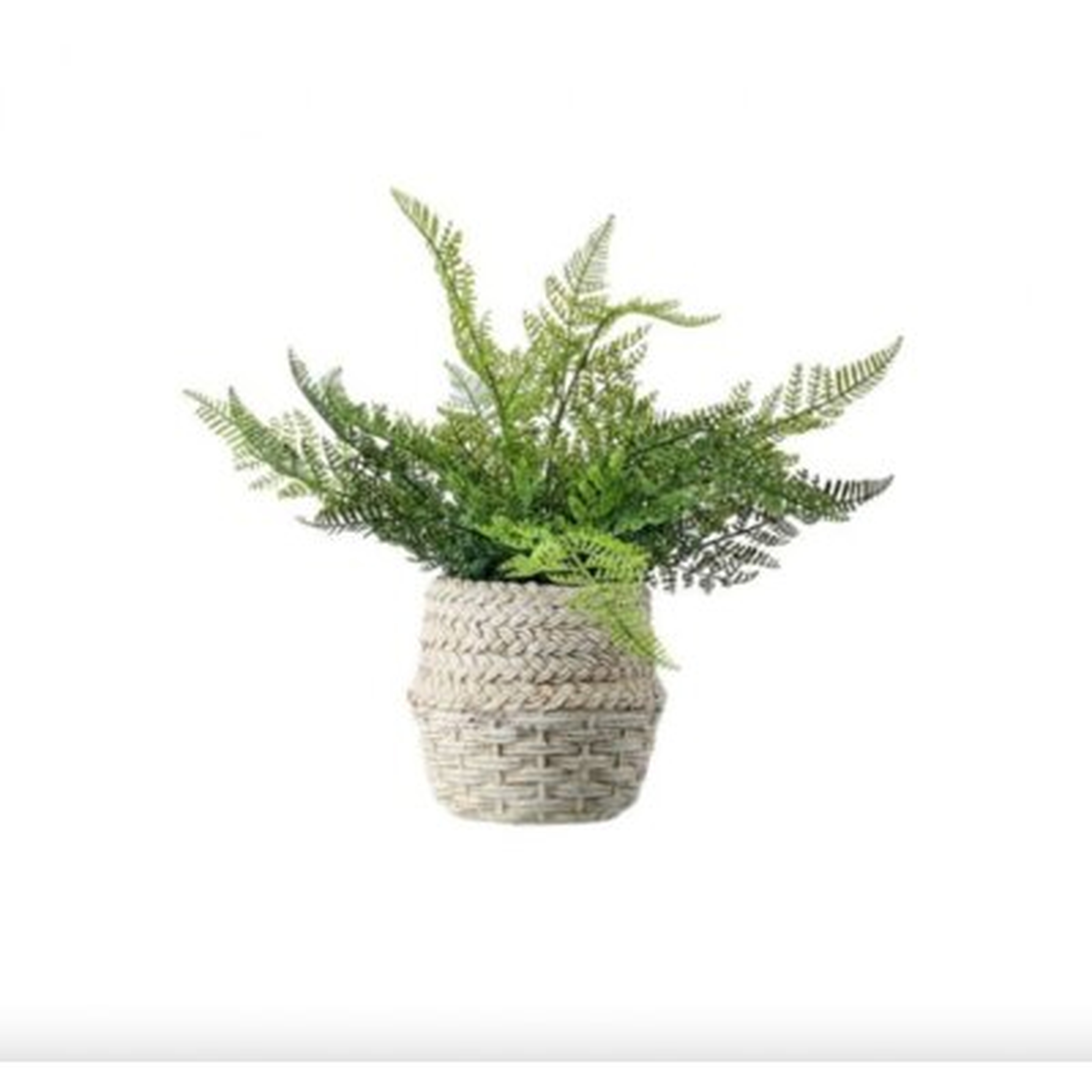 Lace Fern In Cement Pot 15" - Wayfair