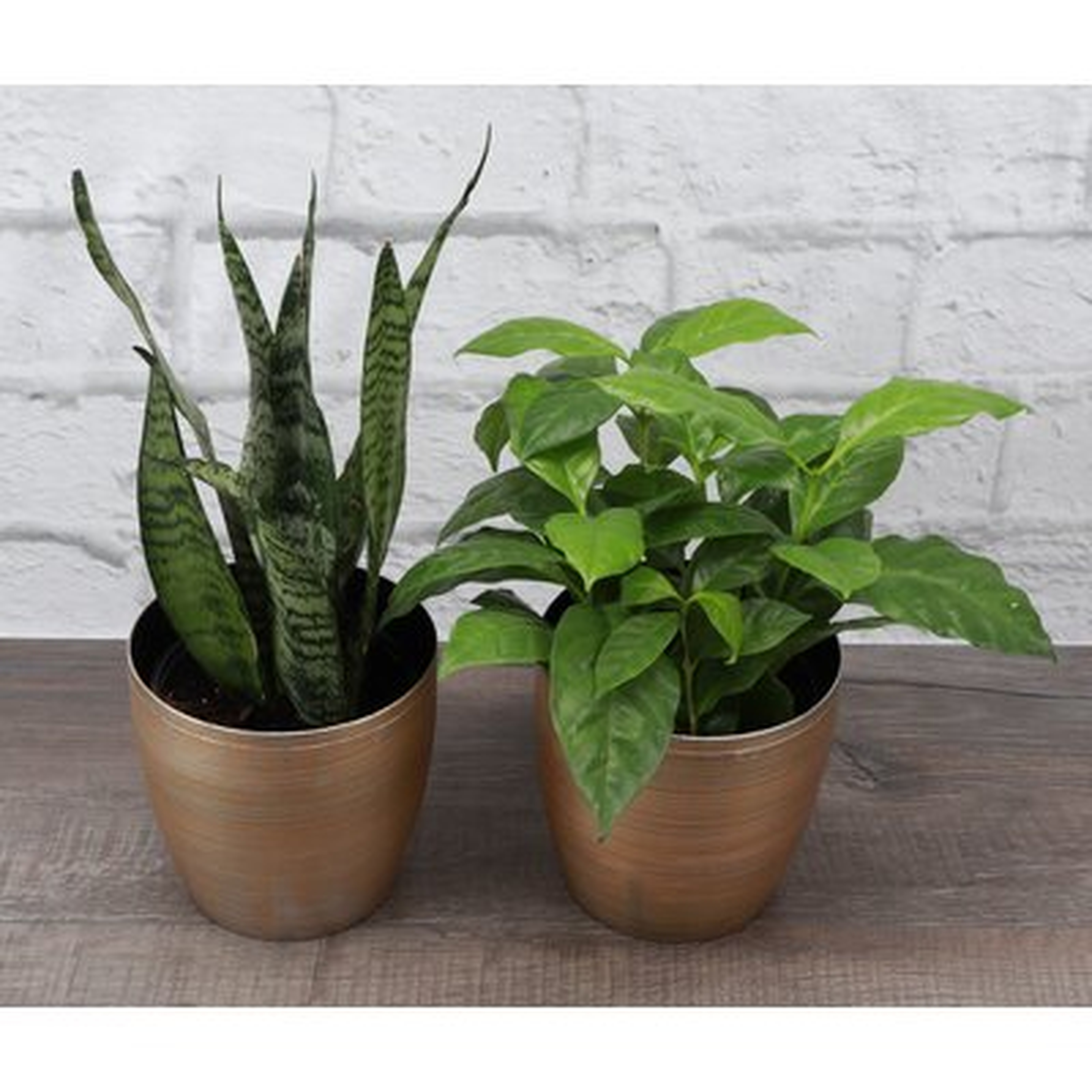 2 - Piece Live Plant in Pot Set - Wayfair