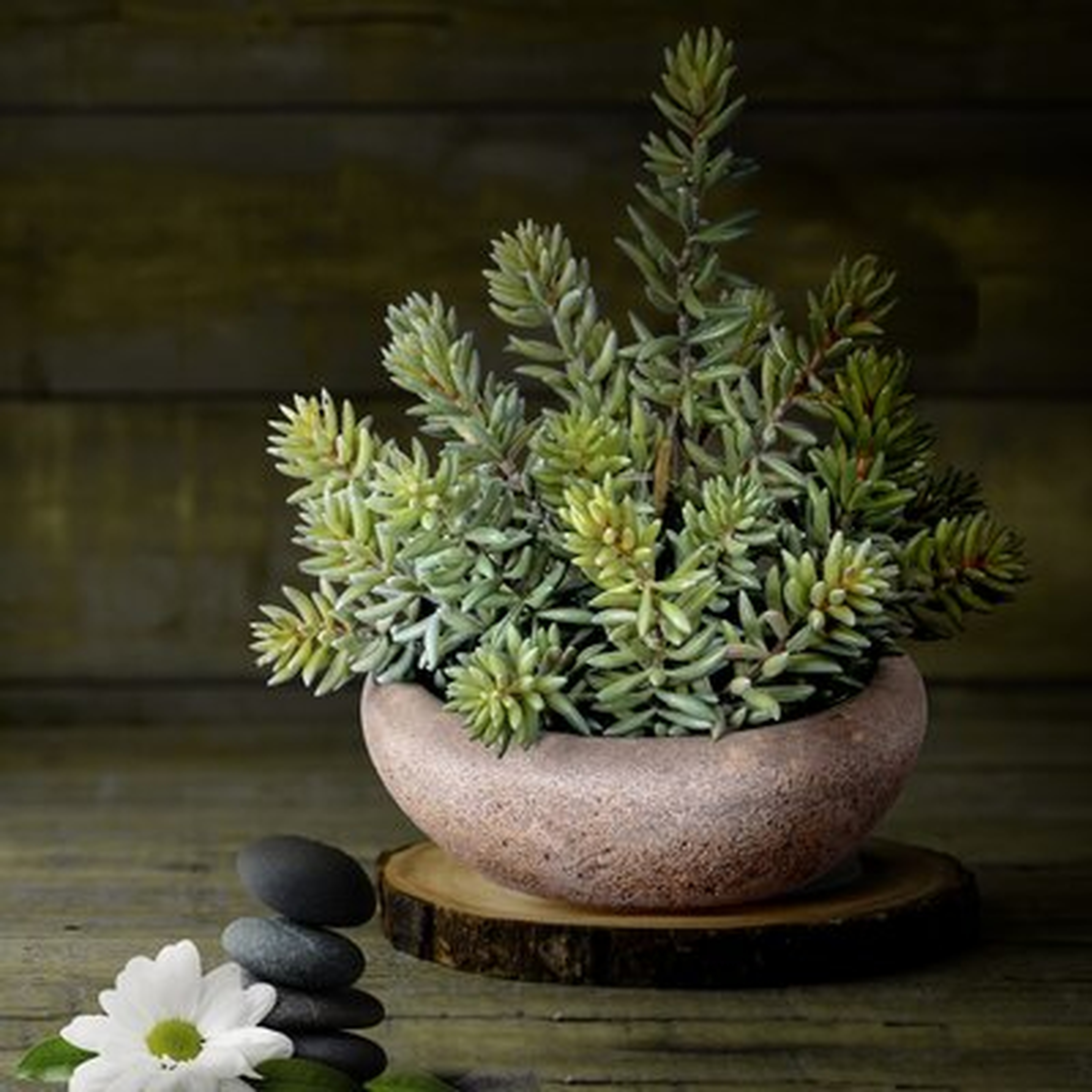 Finger Succulent In Cement Bowl 9" - Wayfair