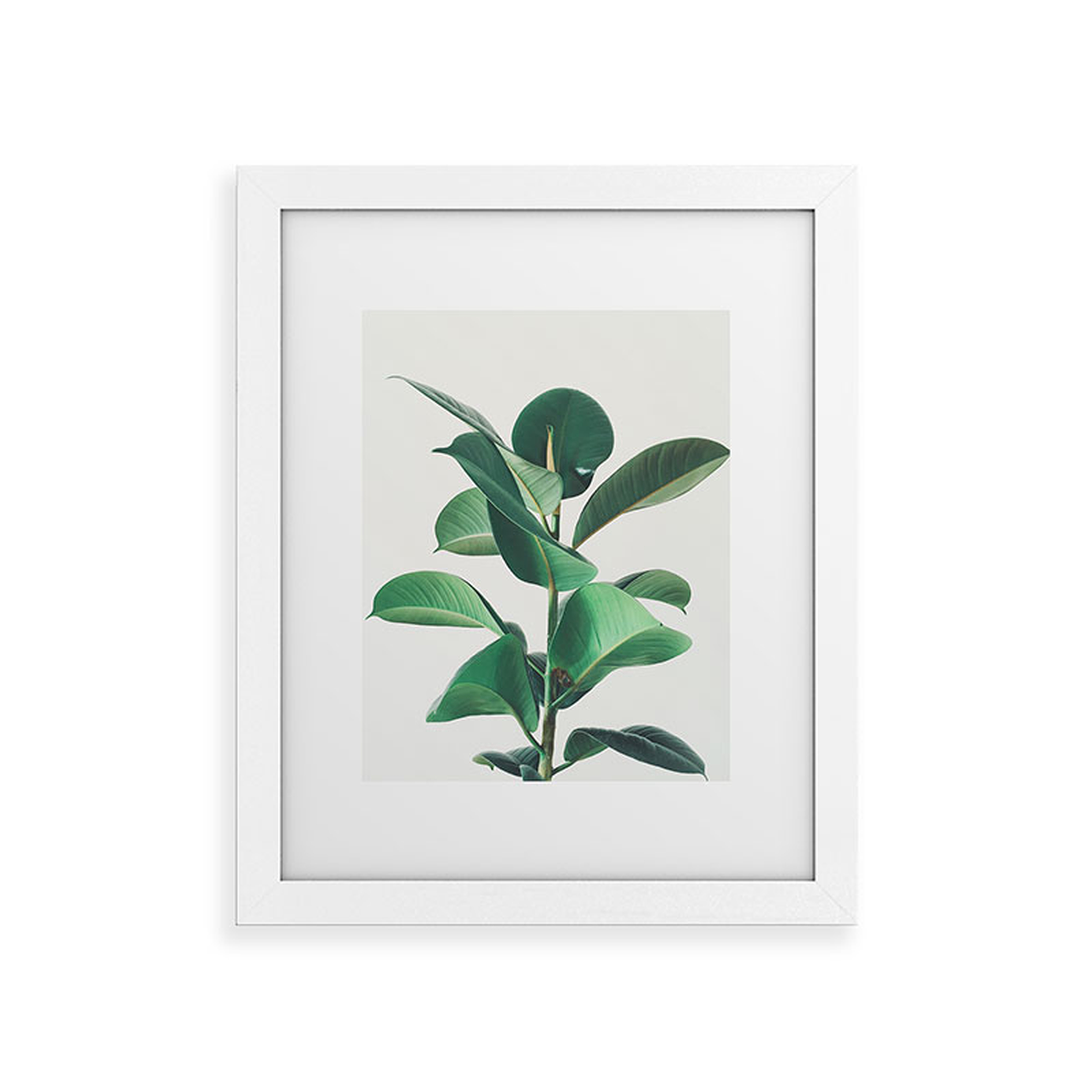 Rubber Fig by Cassia Beck - Framed Art Print Classic White 16" x 20" - Deny Designs