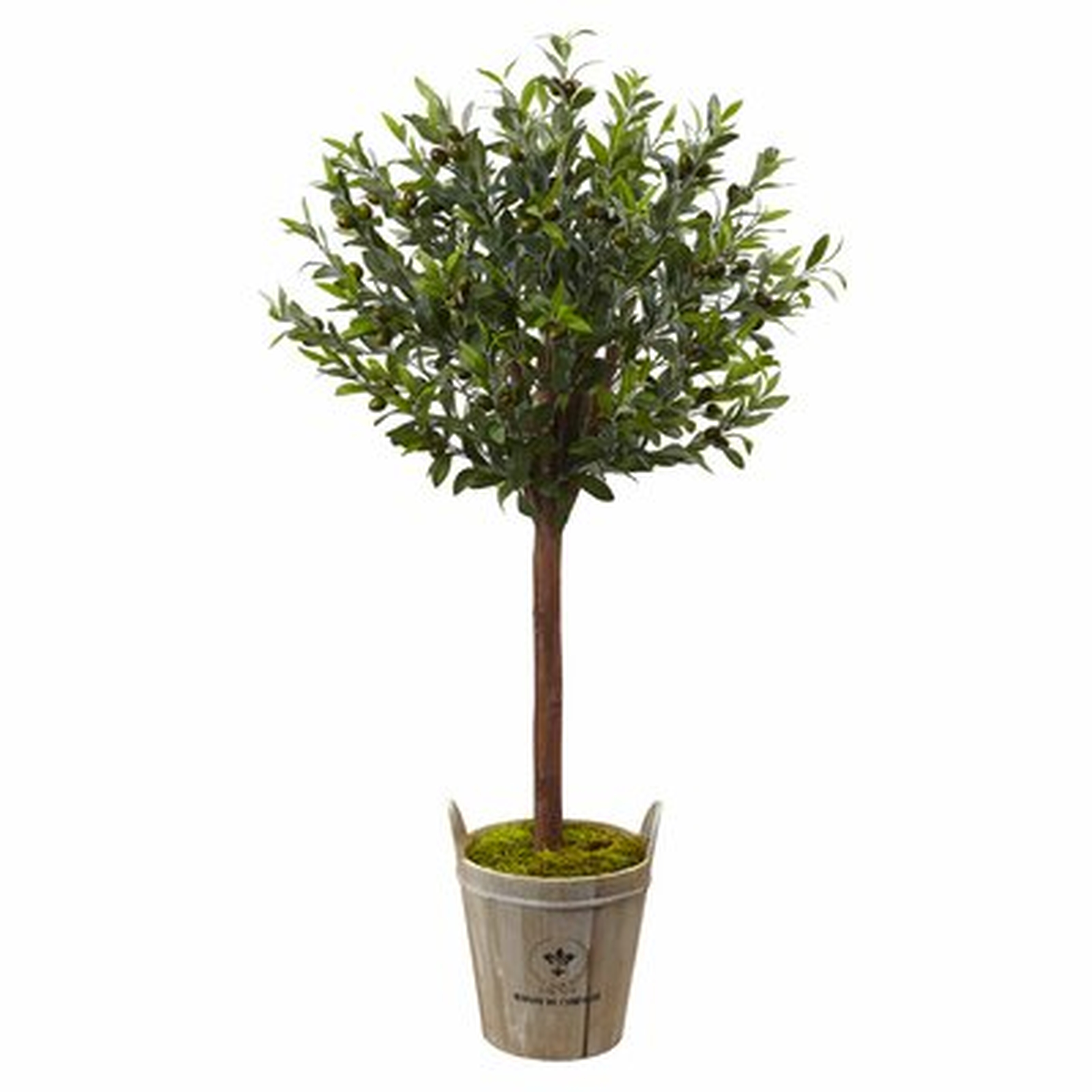 Olive Tree in Planter - Wayfair