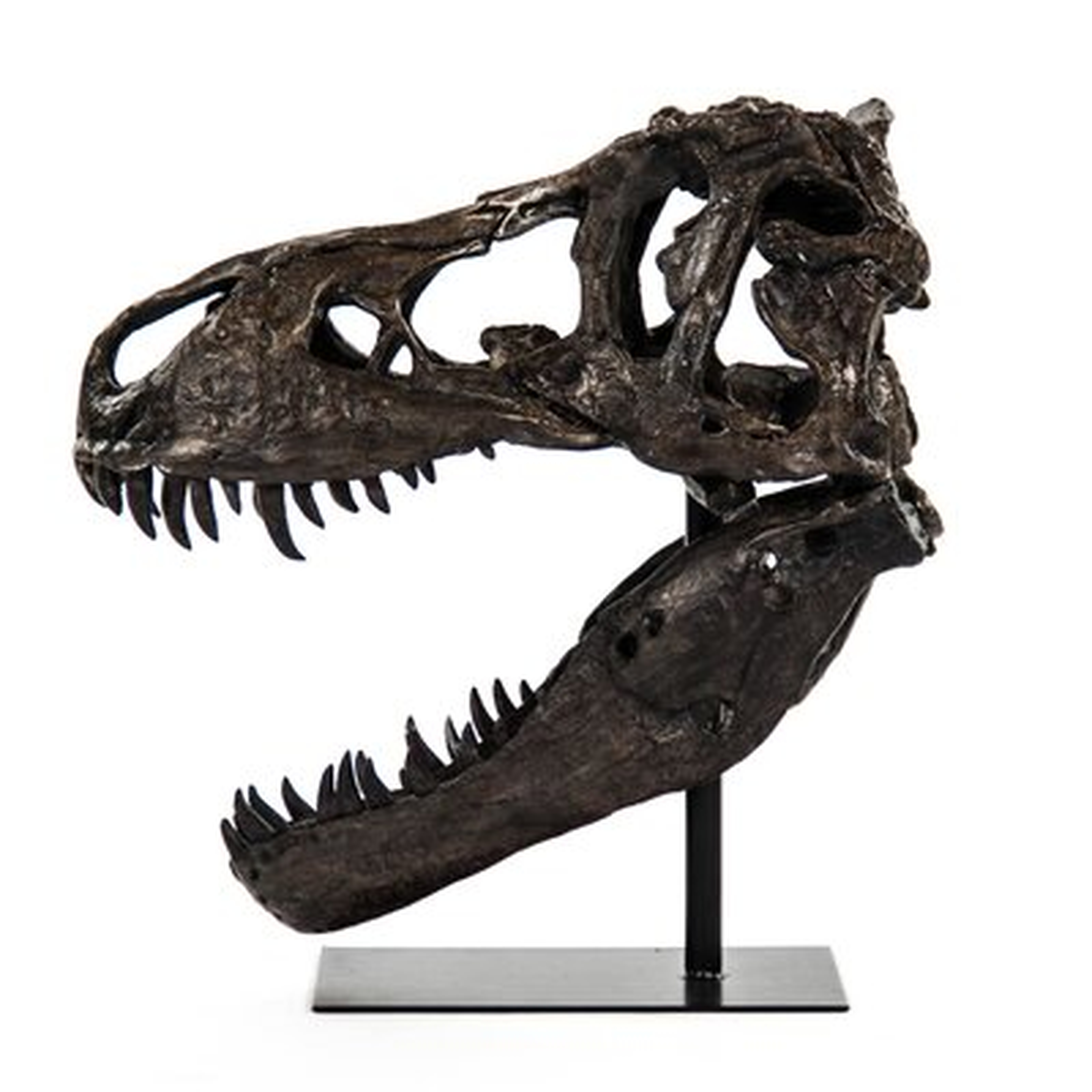 Dinosaur Skull with Base - Wayfair