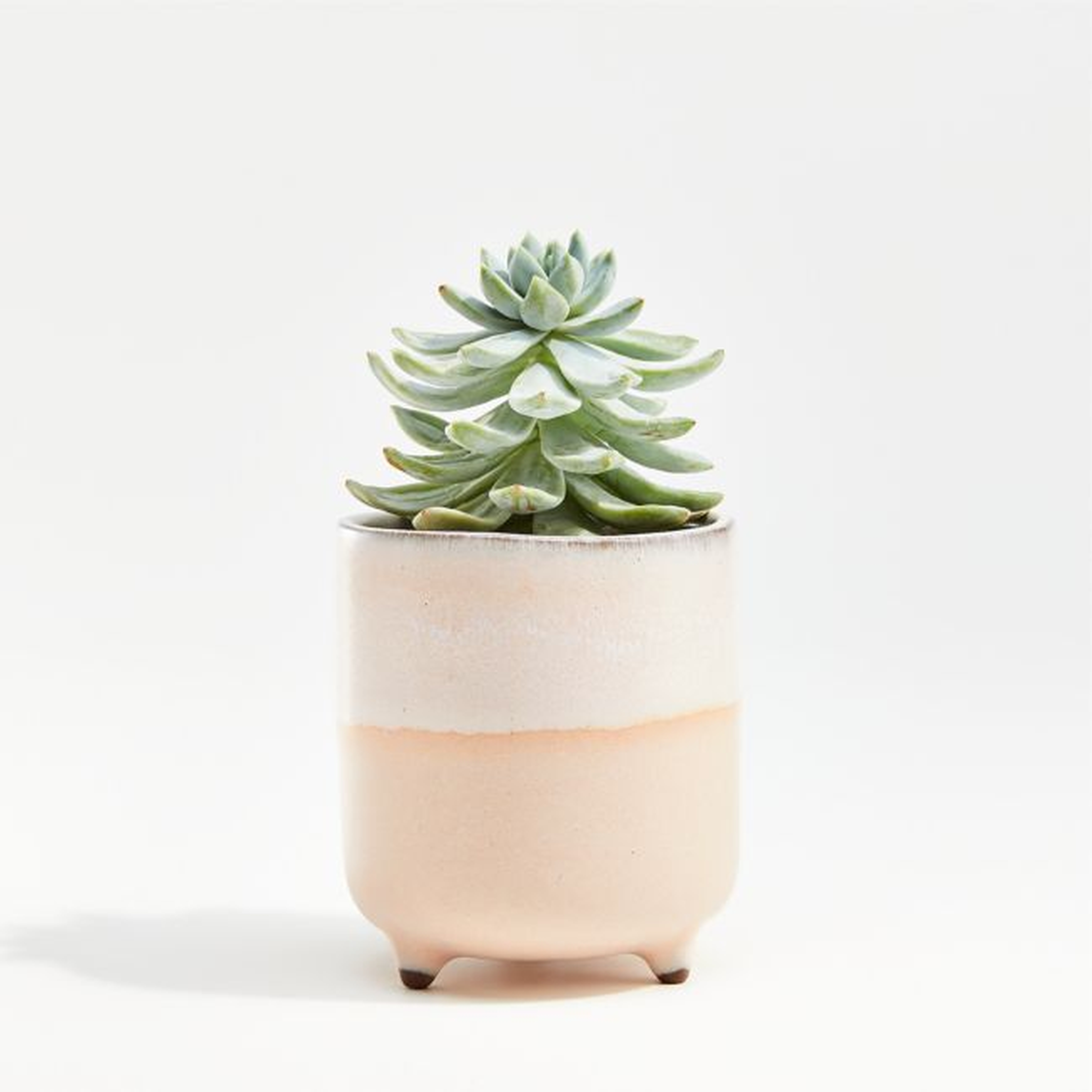 Zea Mini Blush Footed Planter - Crate and Barrel