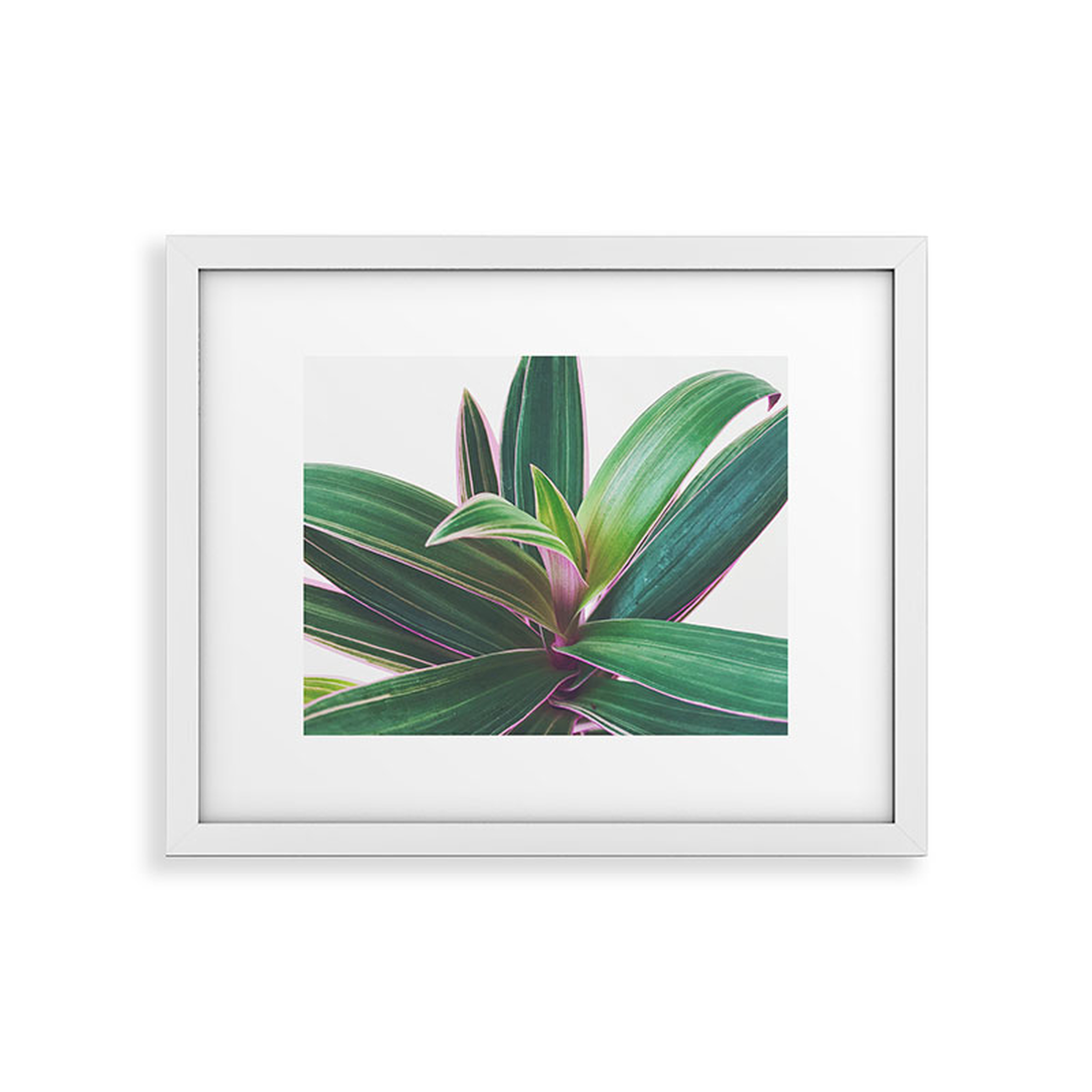 Oyster Plant by Cassia Beck - Framed Art Print Modern White 24" x 36" - Deny Designs