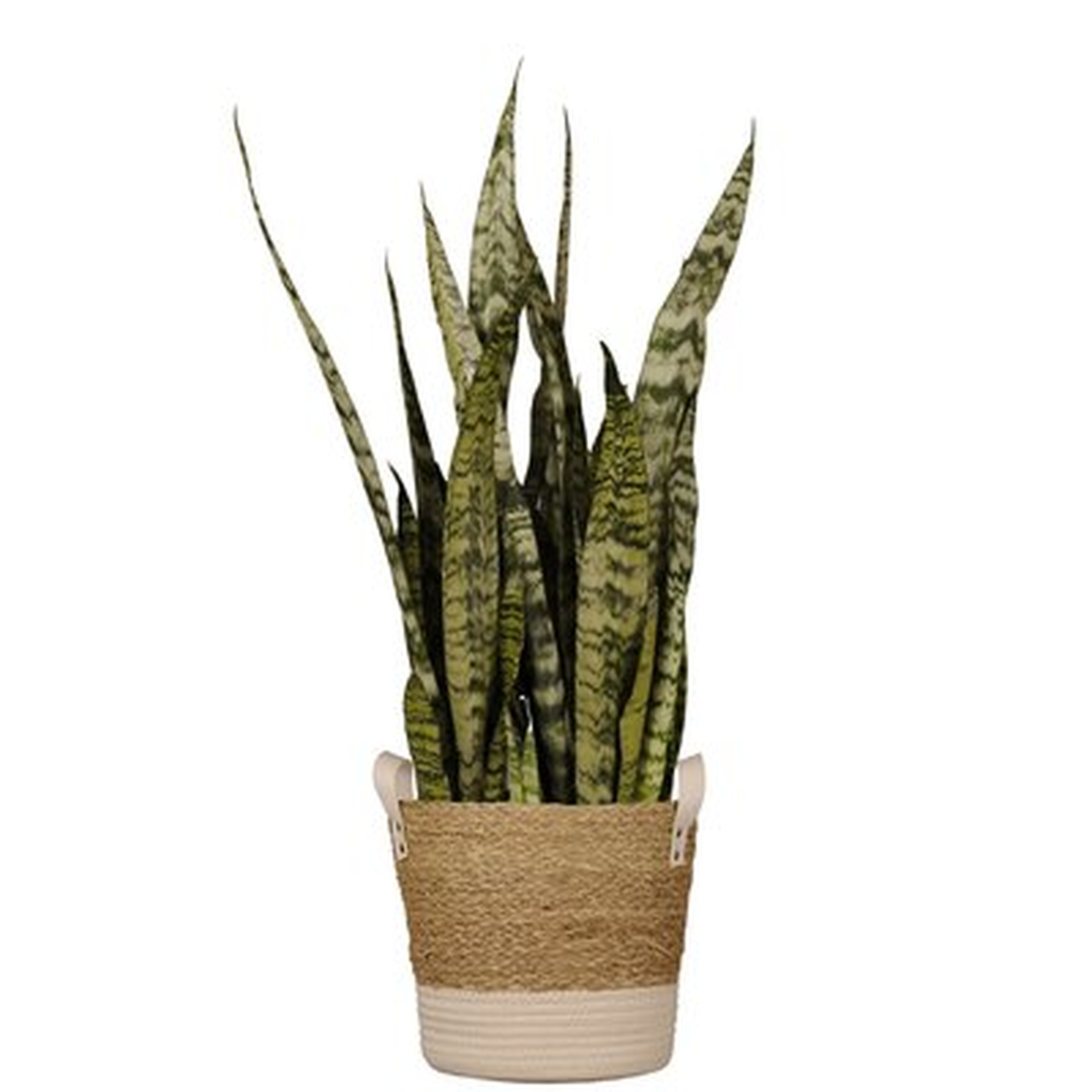 Sansevieria Zeylanica Snake Plant Live Indoor Houseplant In 10 Inch Beige And White Whicker Basket - Wayfair