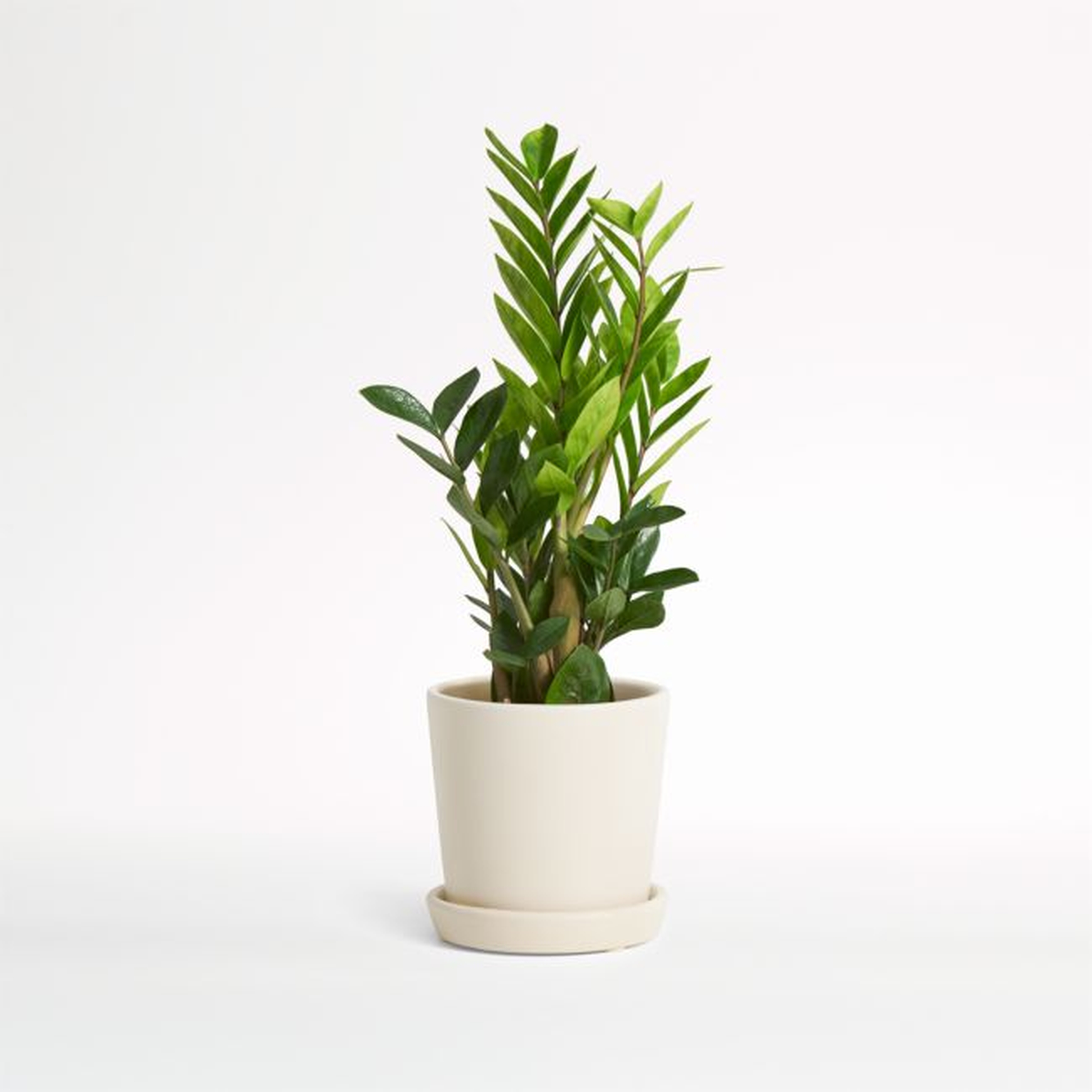 Live ZZ Plant in Bryant Planter by The Sill - Crate and Barrel