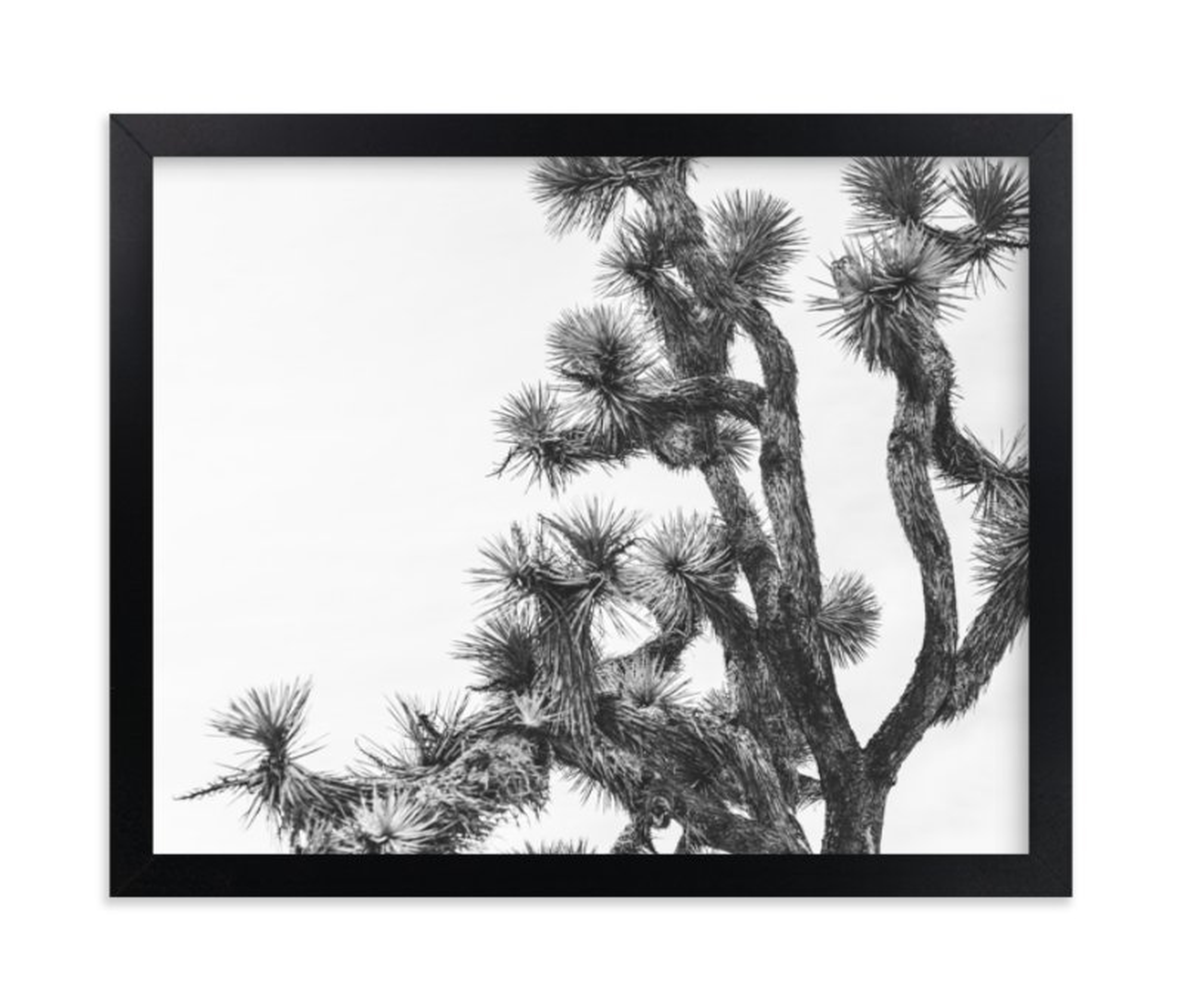 Joshua Tree In September Limited Edition Art Print - Minted