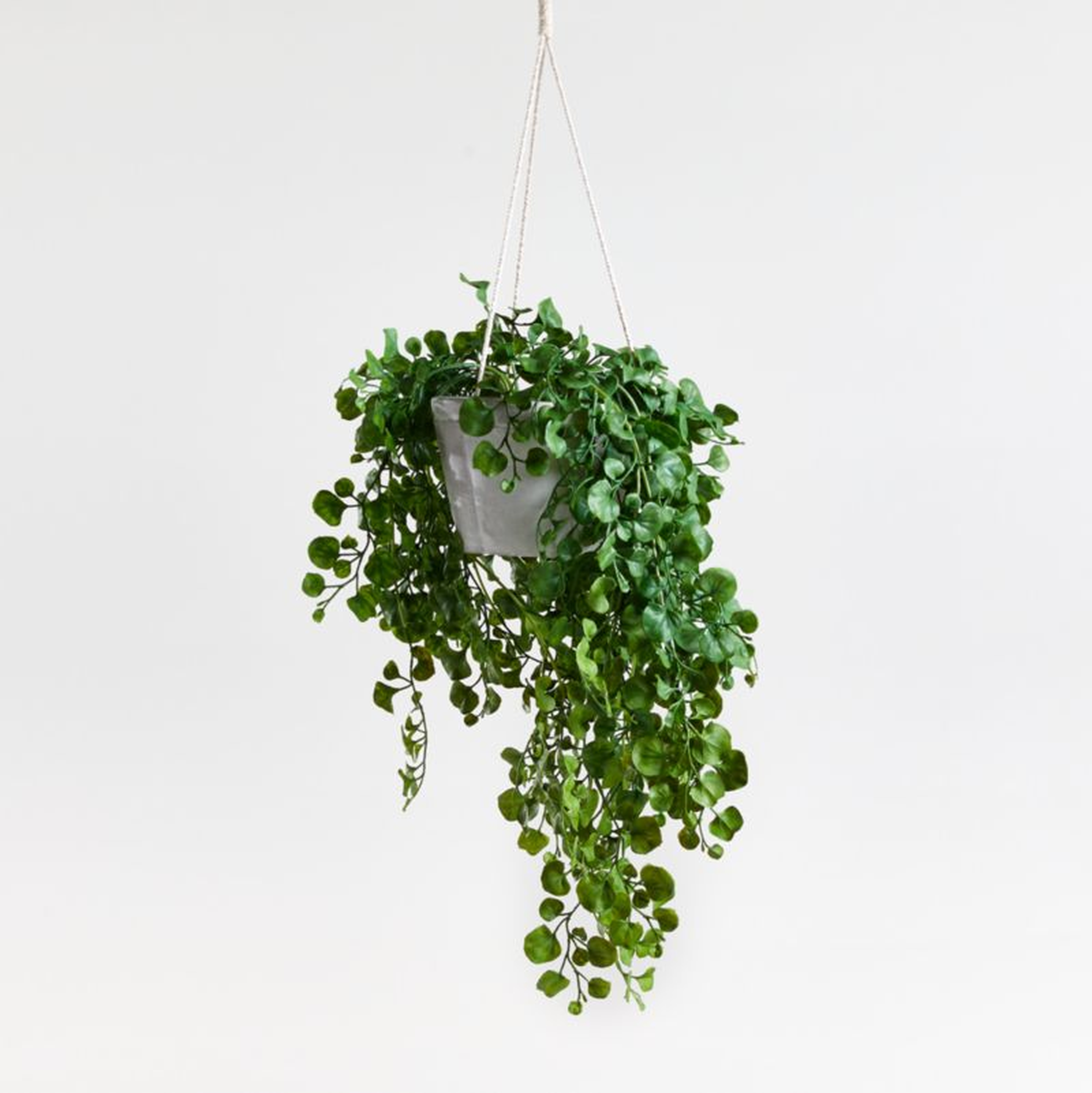 Faux Trailing Ficus Hanging Plant in Pot - Crate and Barrel