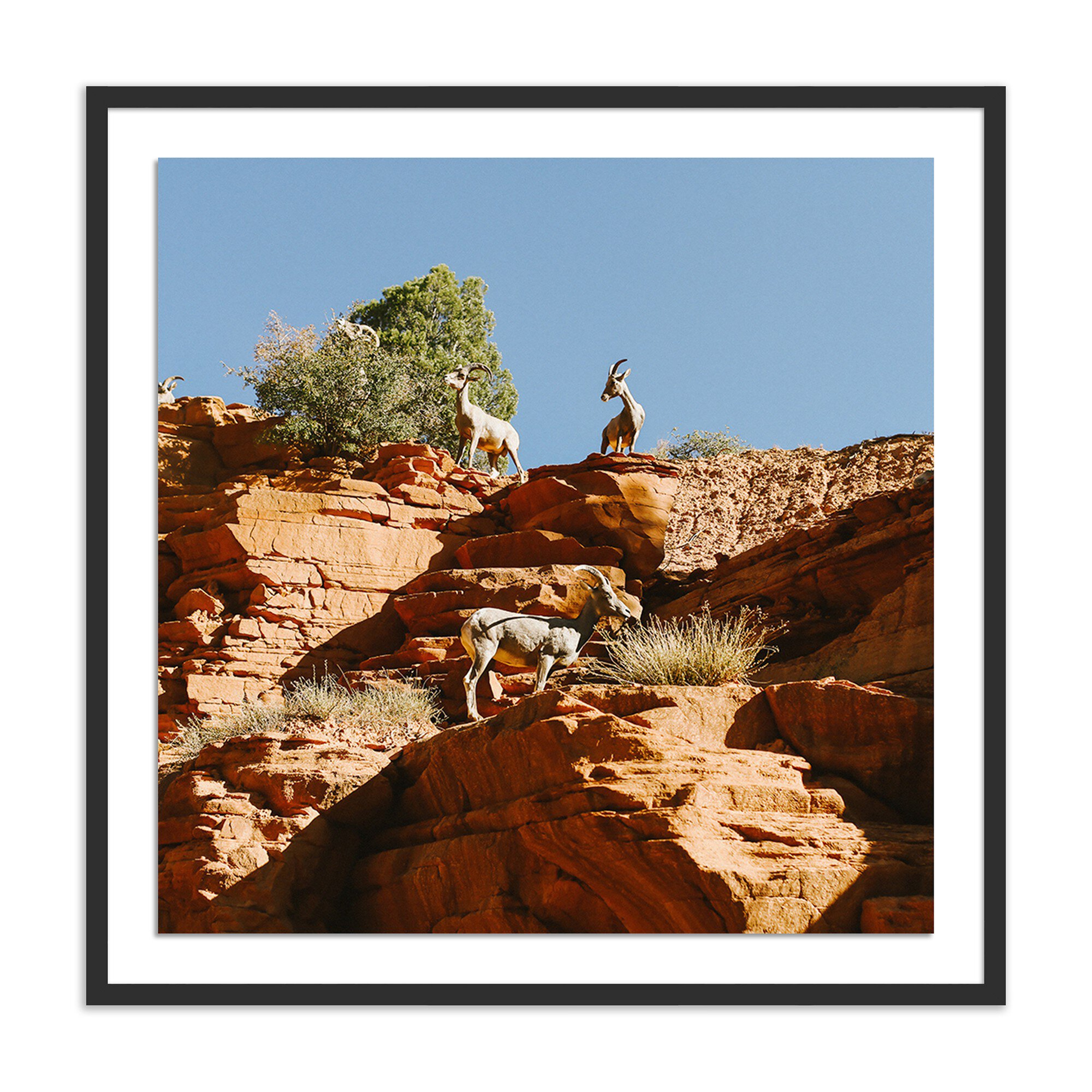 Wildlife - Zion, Ut by Wesley and Emma Teague - Black 1.5 Maple - Four Hands