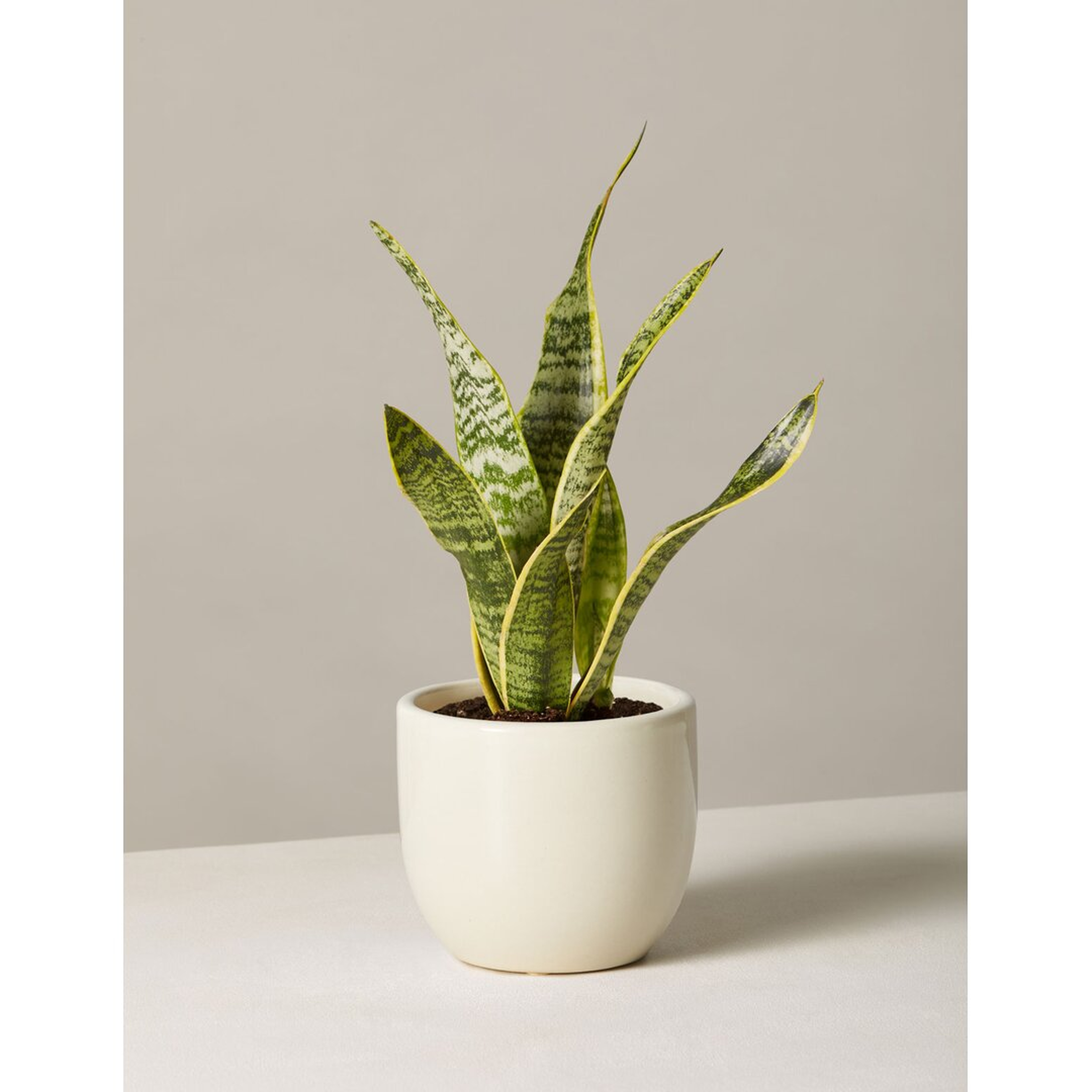 The Sill Snake Plant Laurentii In Grant Planter, 12.5" - Perigold