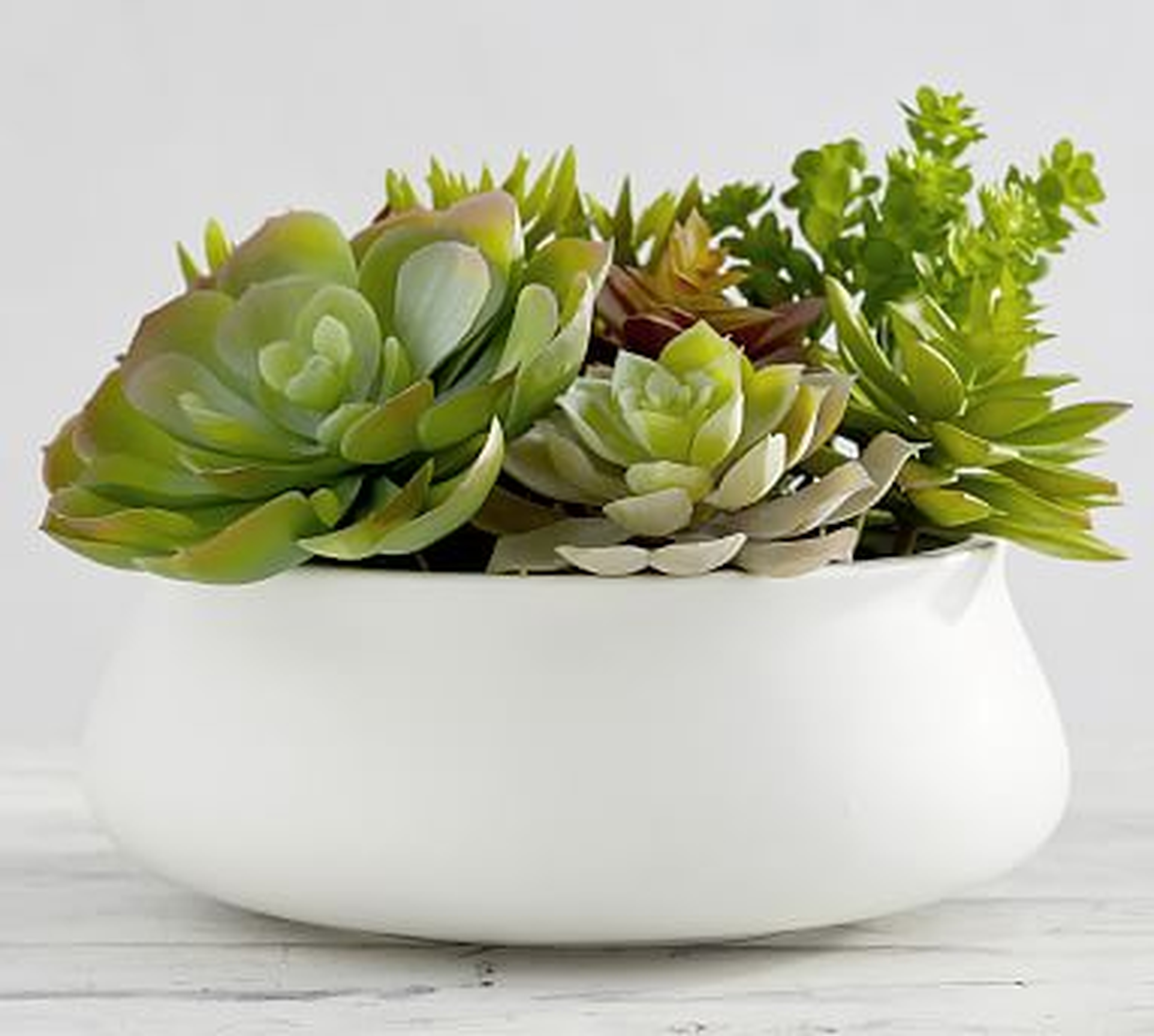 Faux Potted Succulent in Ceramic Bowl - Pottery Barn