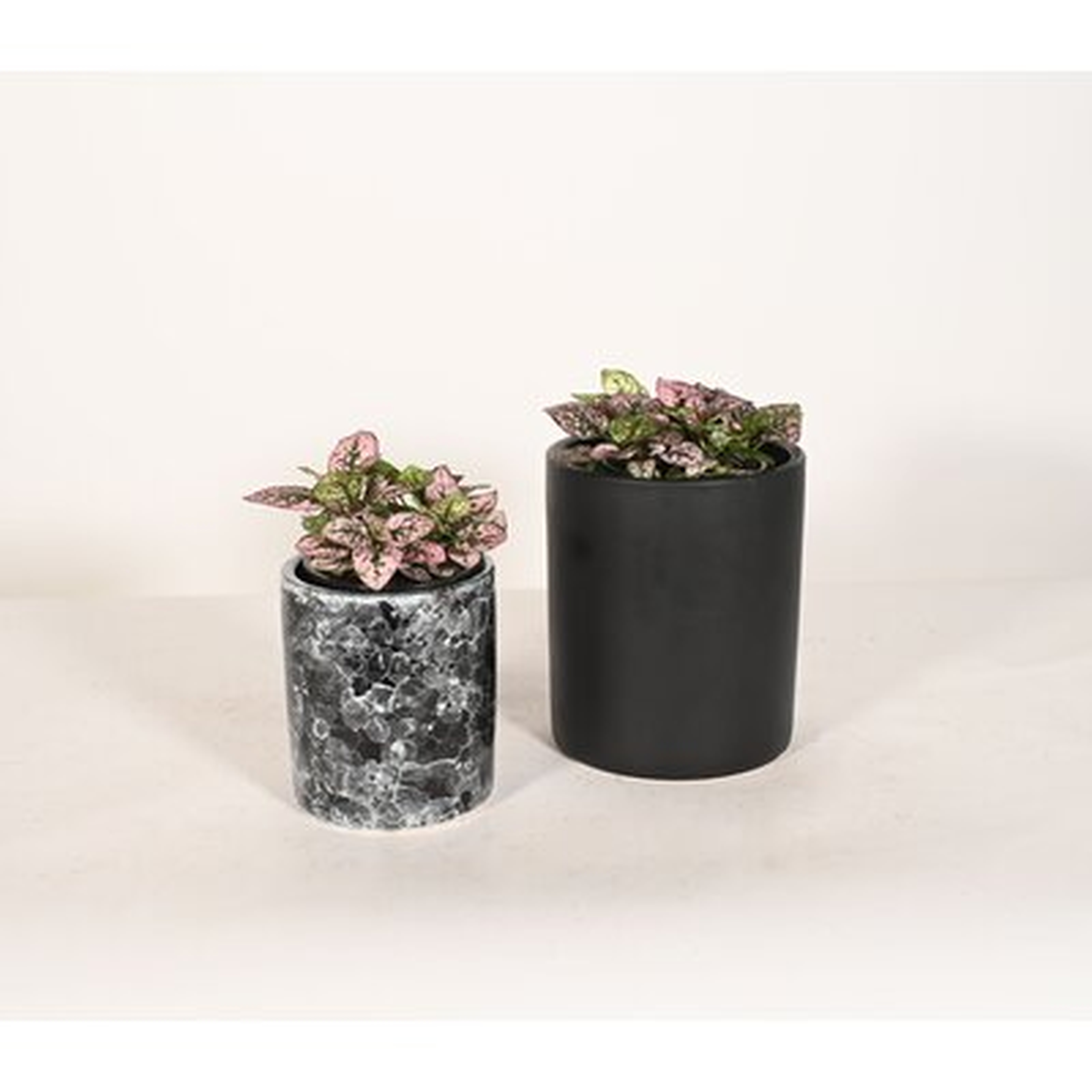 Live Plant Polka Dot With Ceramic Planter Pots 5'' Black Marble/6'' White - Wayfair