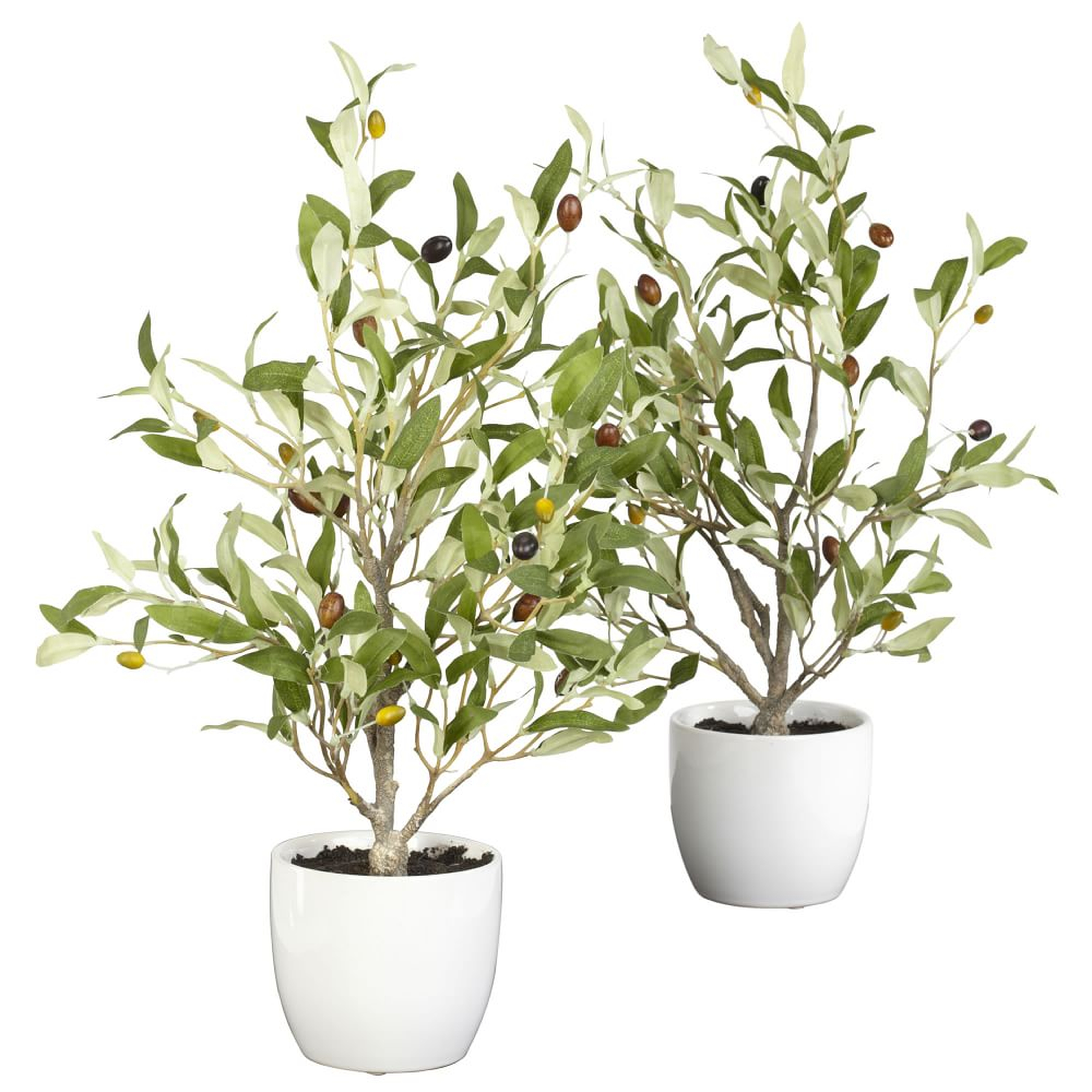 Faux Potted Tabletop Olive Tree, 1.5', Green - West Elm
