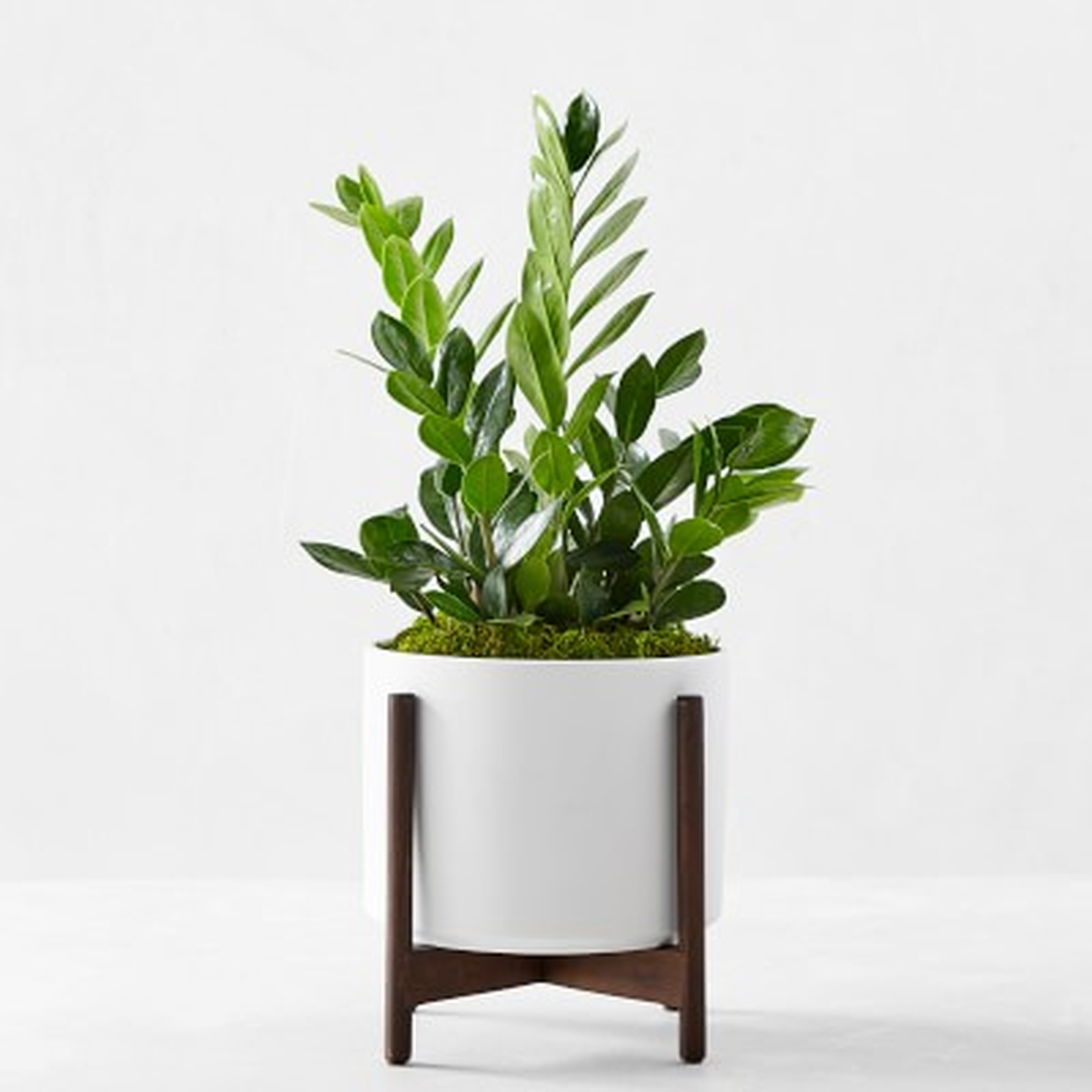 Live Medium Parlor Palm Indoor House Plant in White Pot - Williams Sonoma