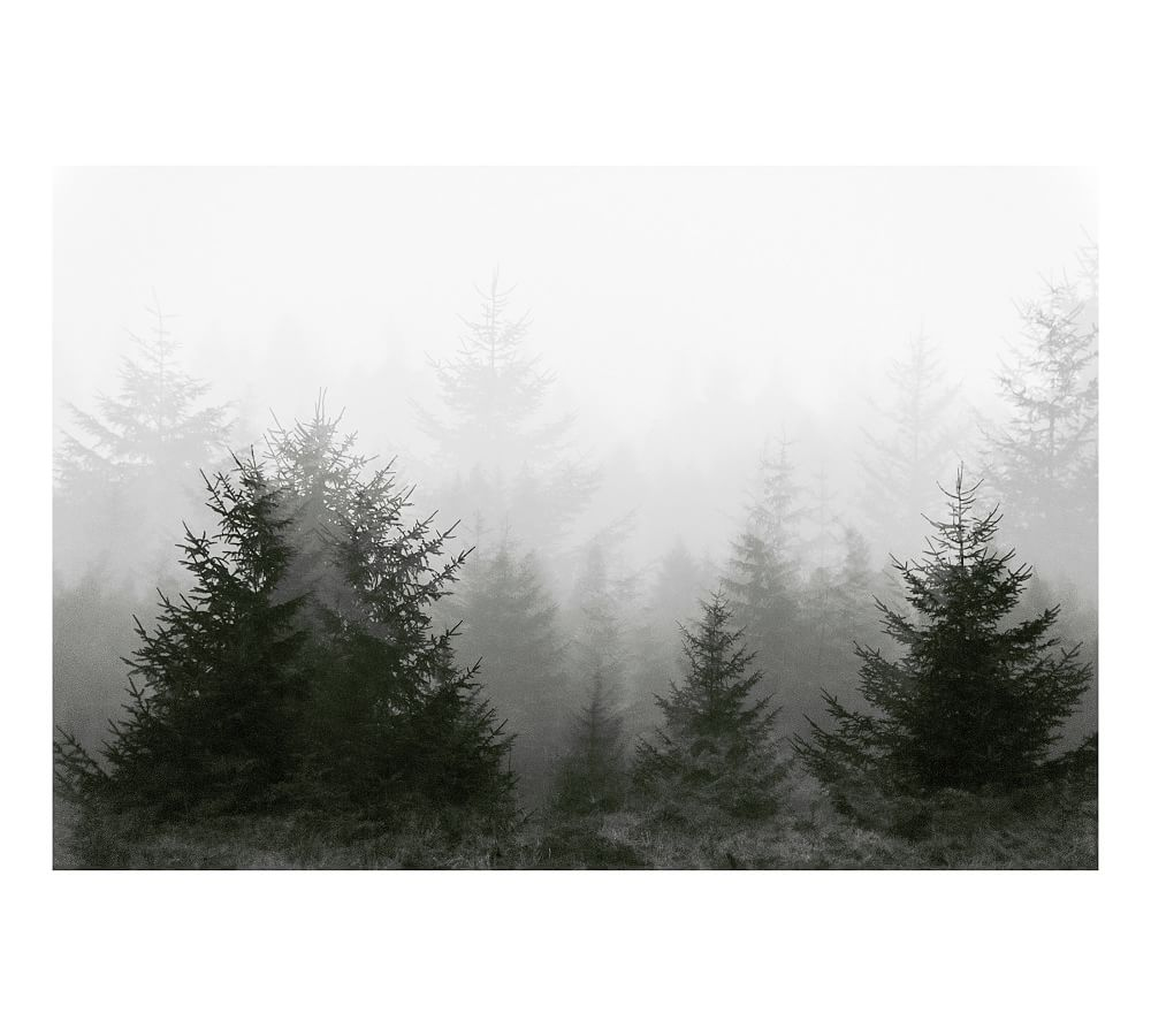 Pines In The Mist, Neutral, 46x31 - Pottery Barn