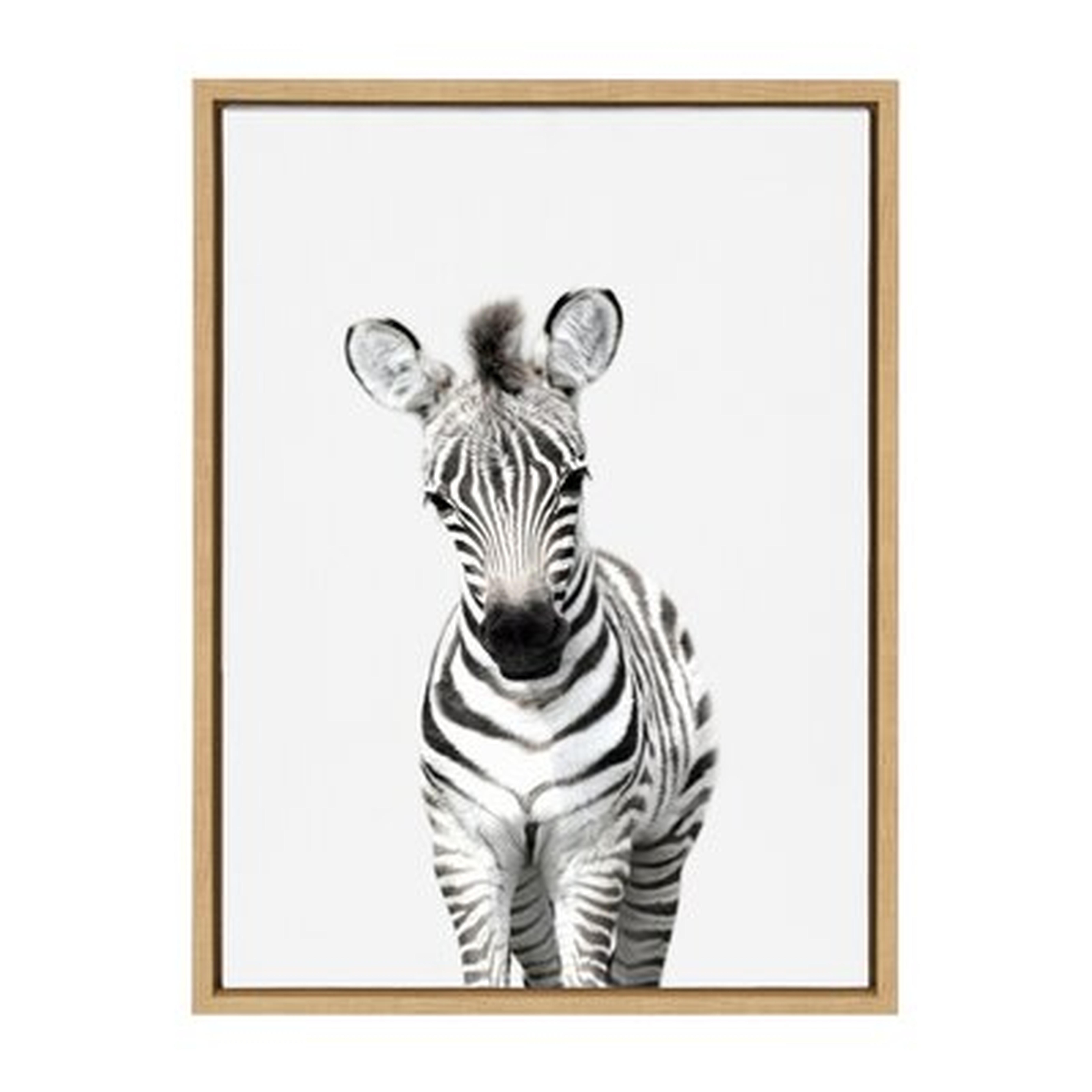 'Animal Studio Zebra' by Amy Peterson - Floater Frame Graphic Art Print on Canvas - Wayfair