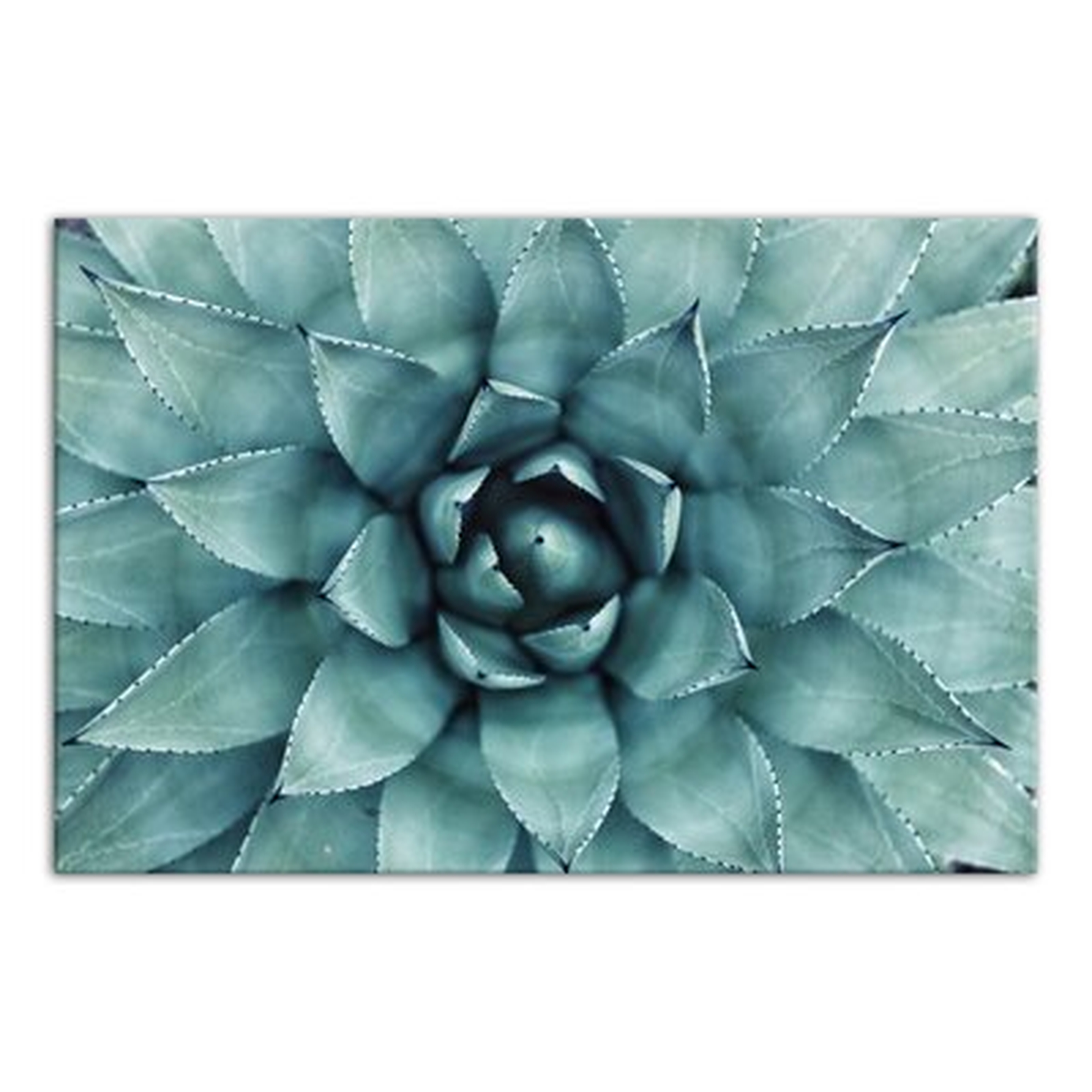 Turquoise Succulent - Wrapped Canvas Photograph Print - Wayfair