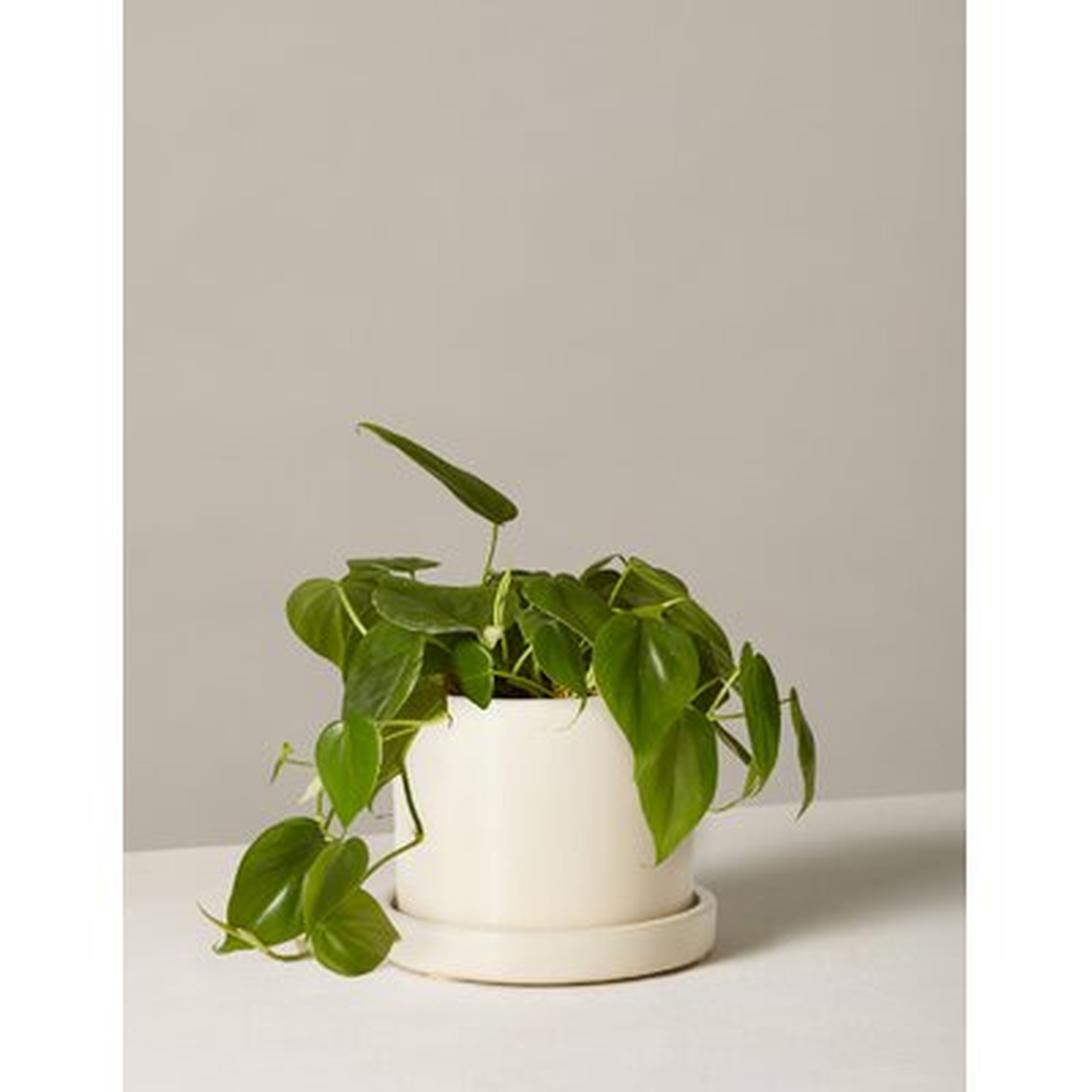 Philodendron Green In Hyde Planter 6 - Wayfair
