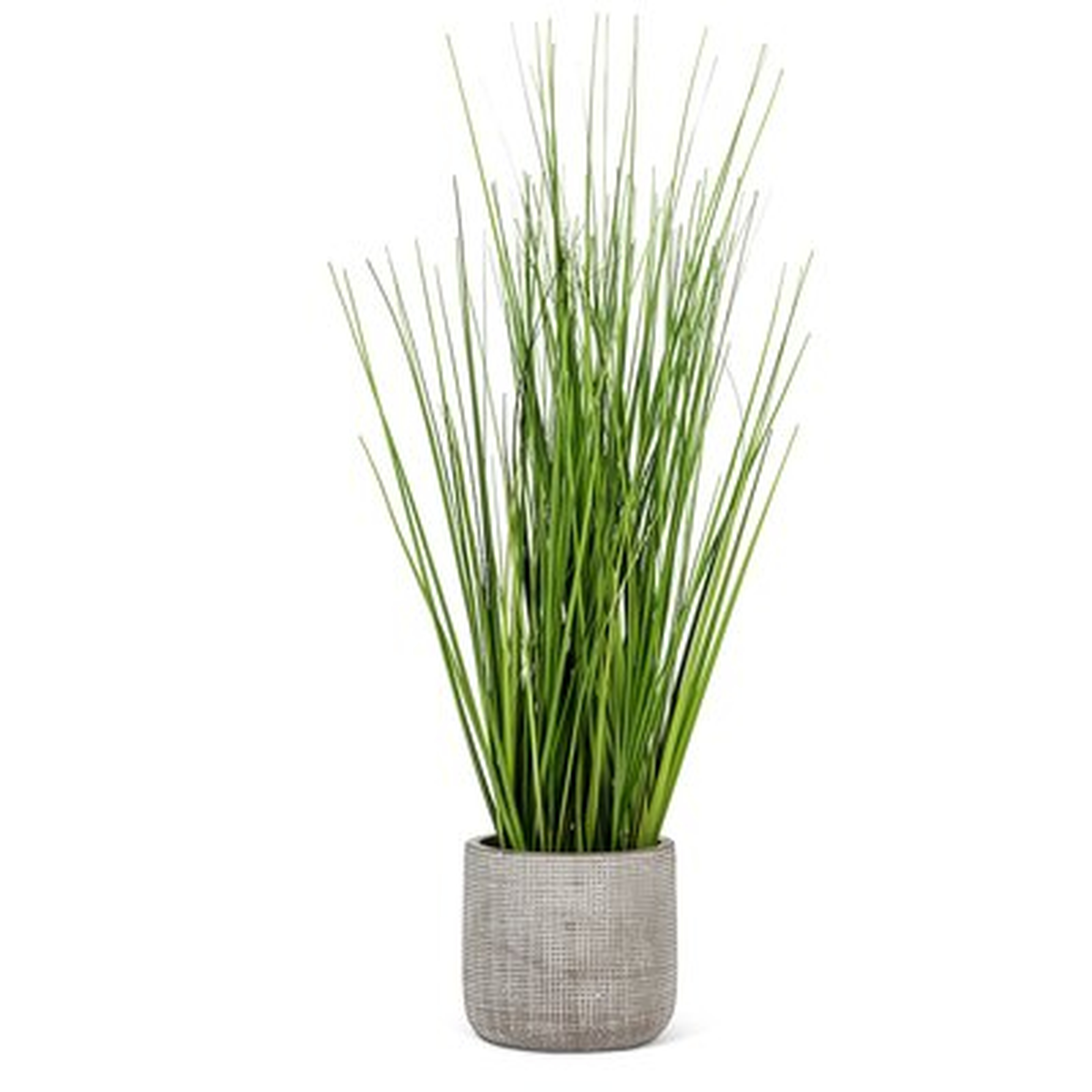 Tall Grass In Pot Plant - Wayfair