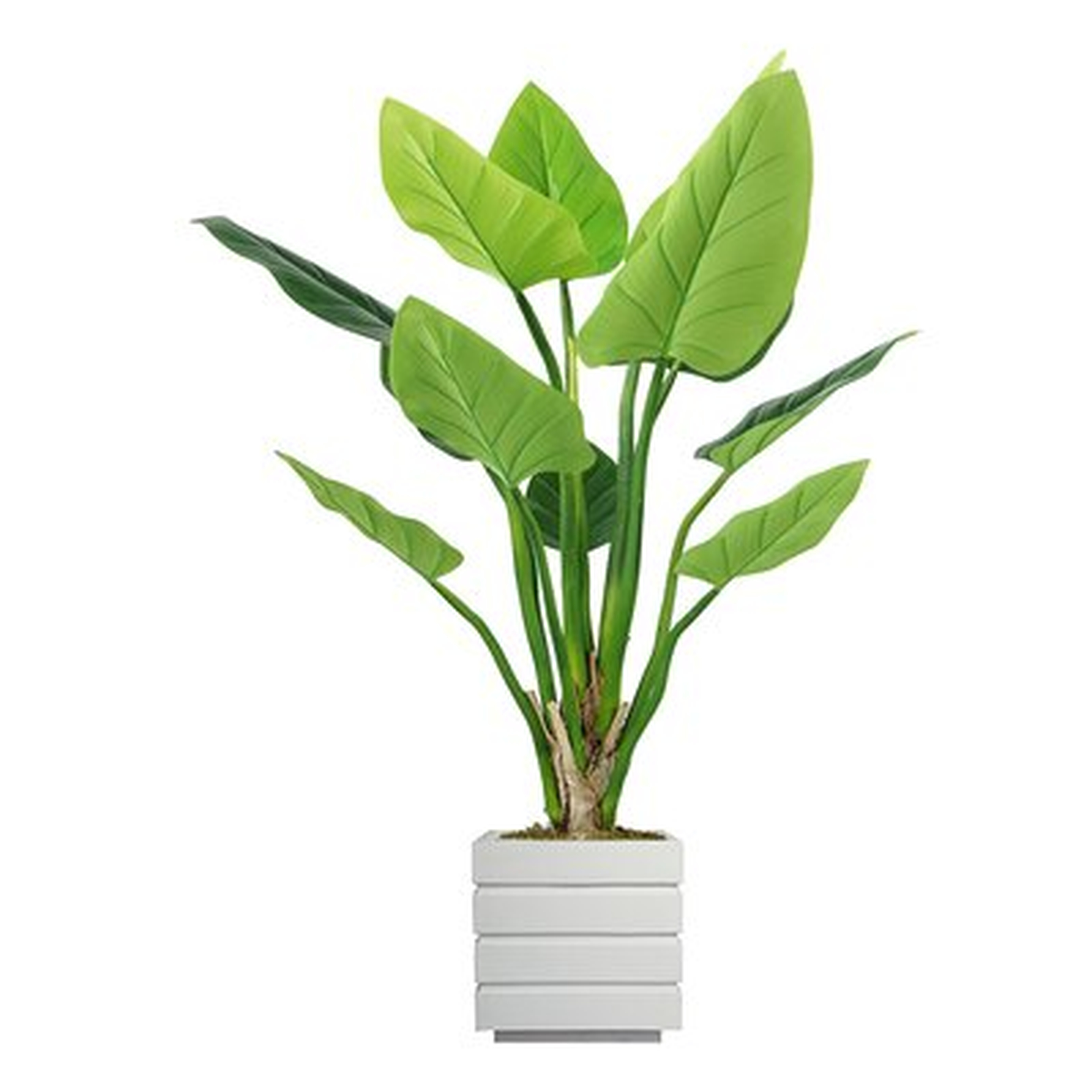 Philodendron Plant in Planter - Wayfair