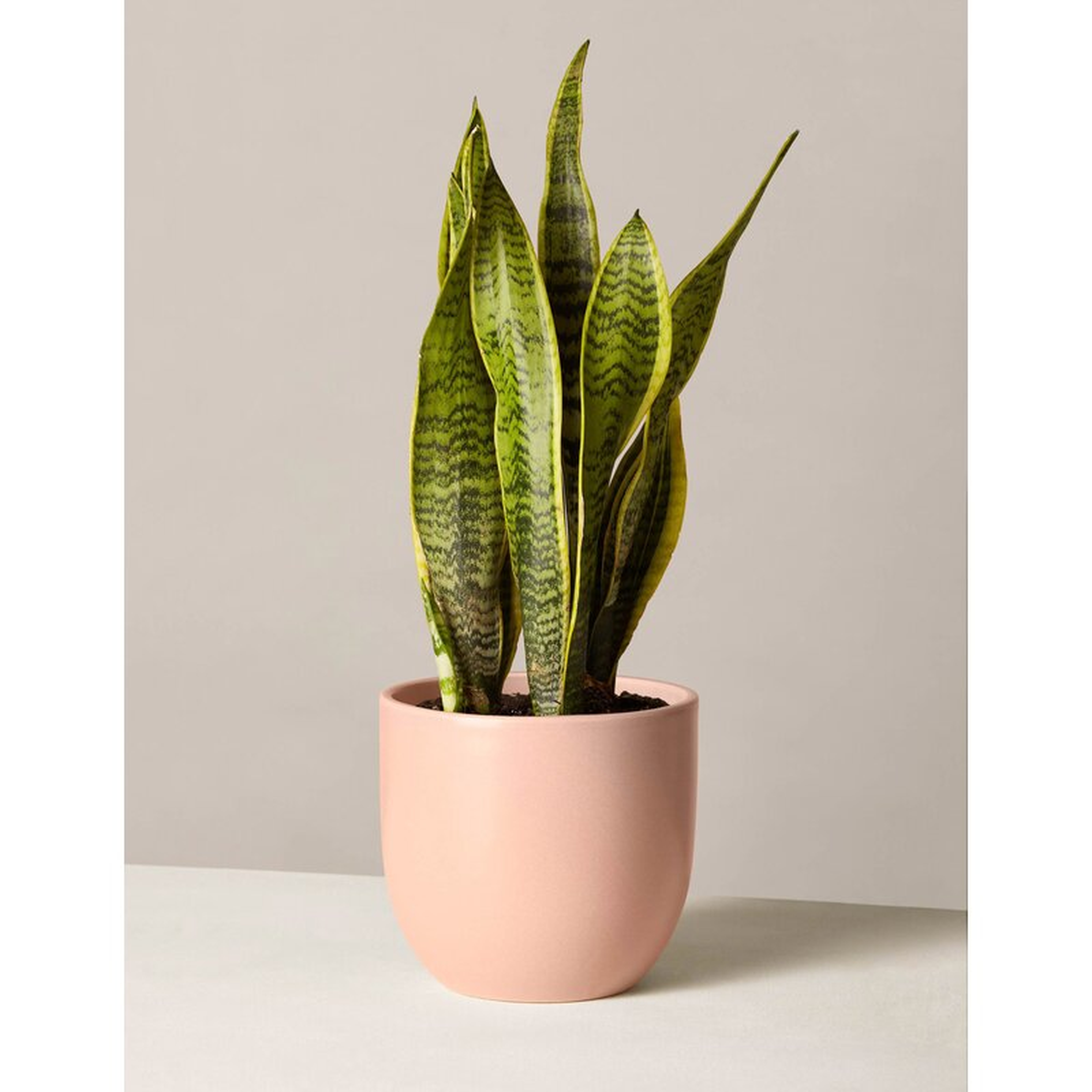 The Sill Live Snake Plant - Perigold