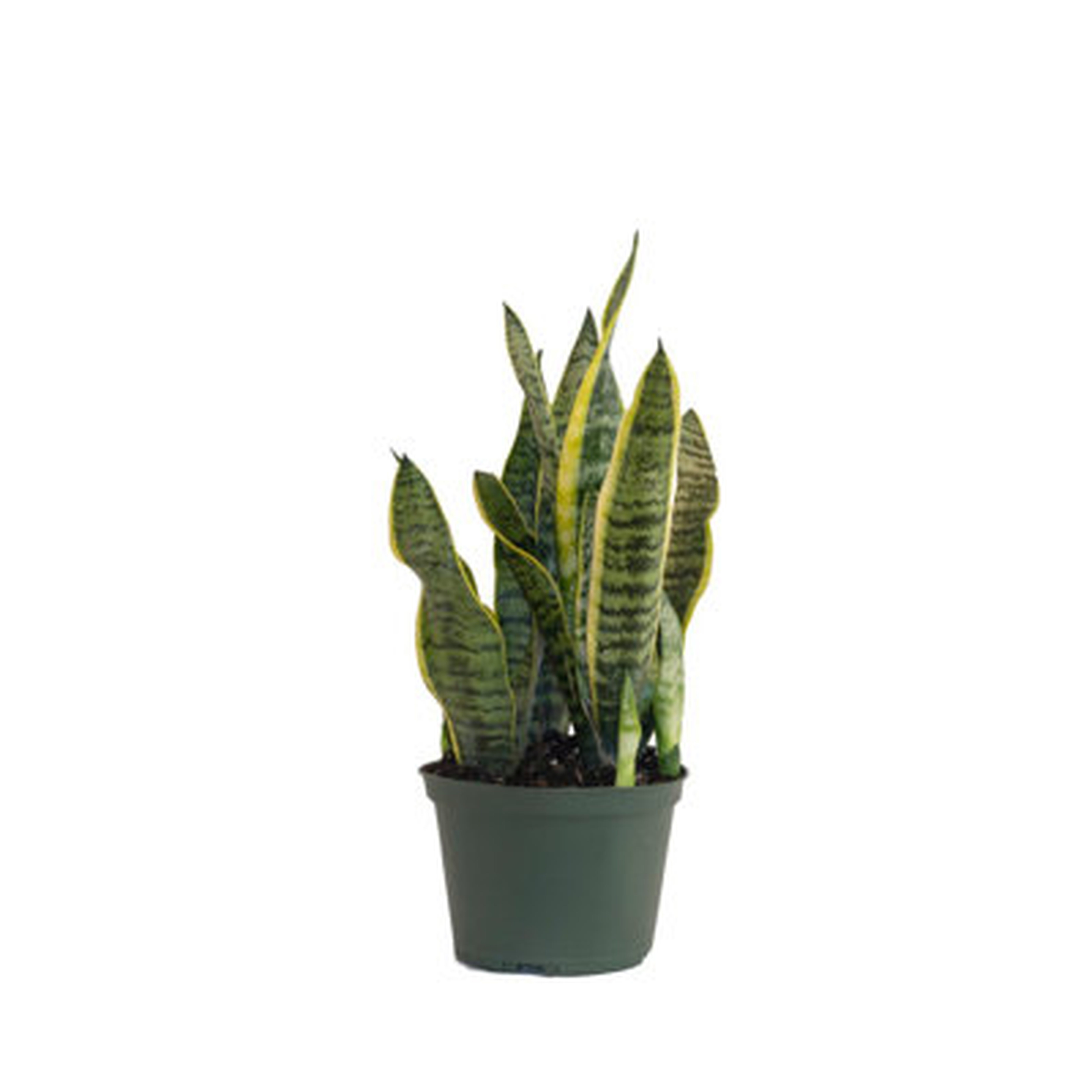 Sansevieria Laurentii Snake Plant Live Indoor Houseplant In 6 Inch Grower Pot - Wayfair
