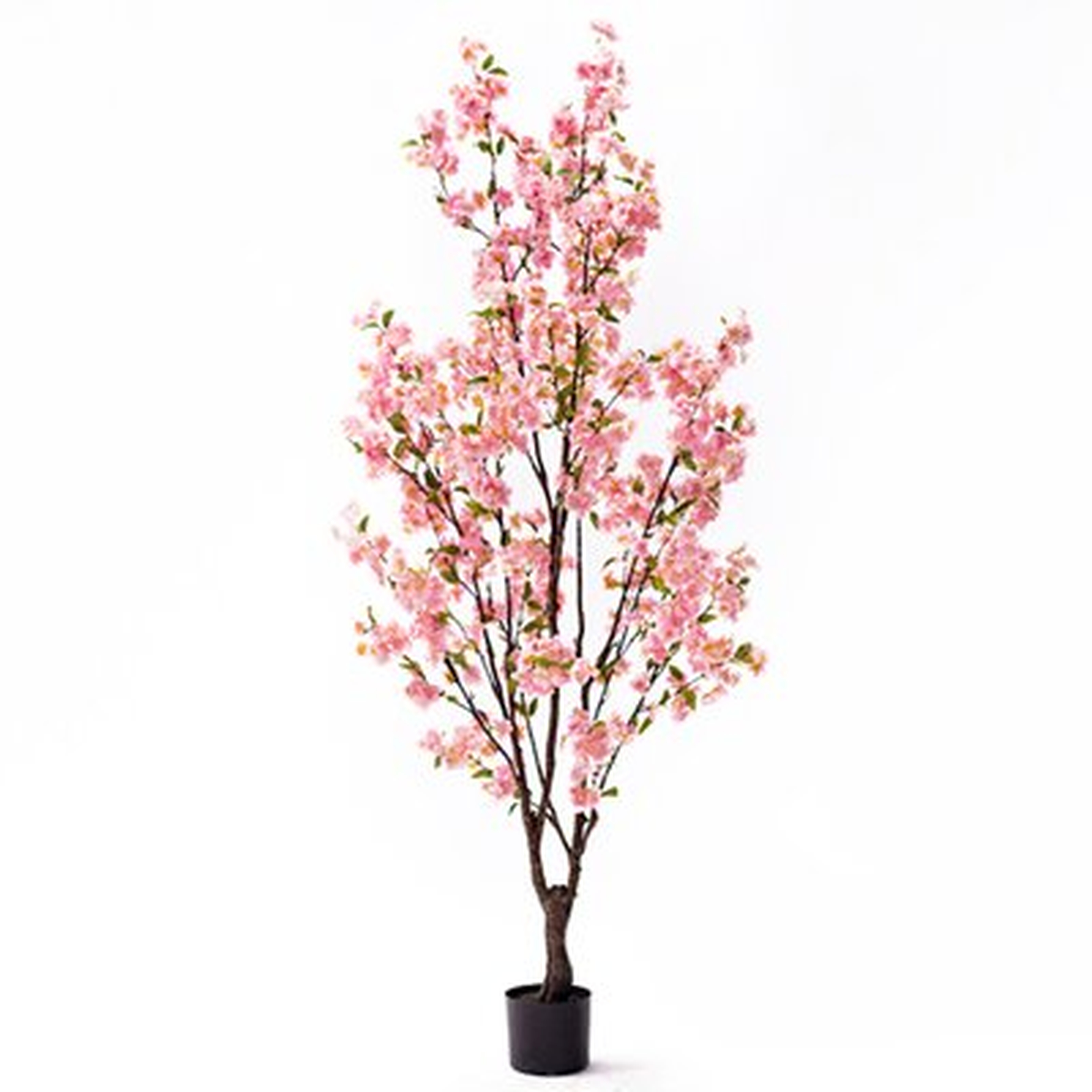5.5Ft Cherry Blossom Flower Tree In Pot - Wayfair