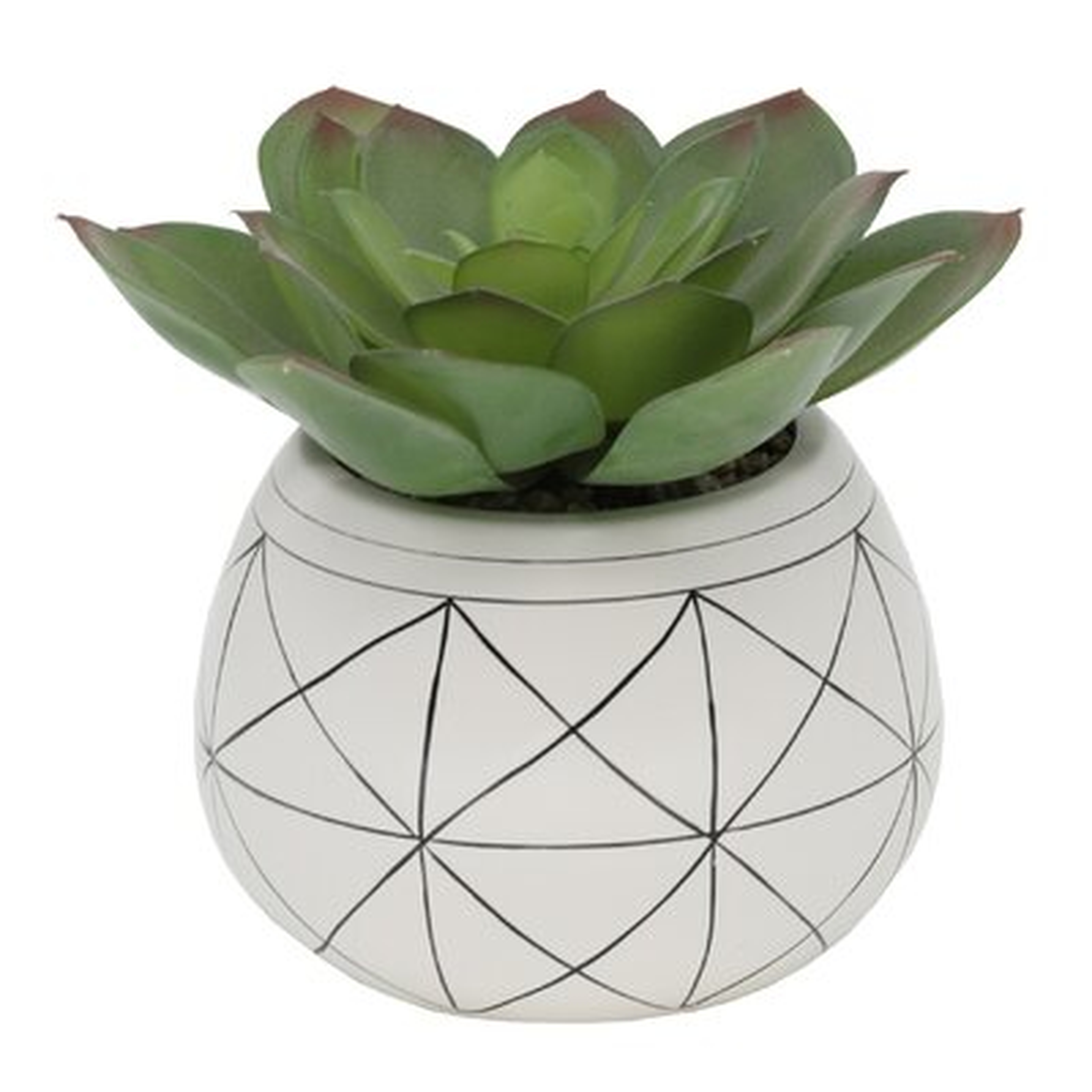 Geo Hand Painted Ceramic Agave Plant in Planter - Wayfair