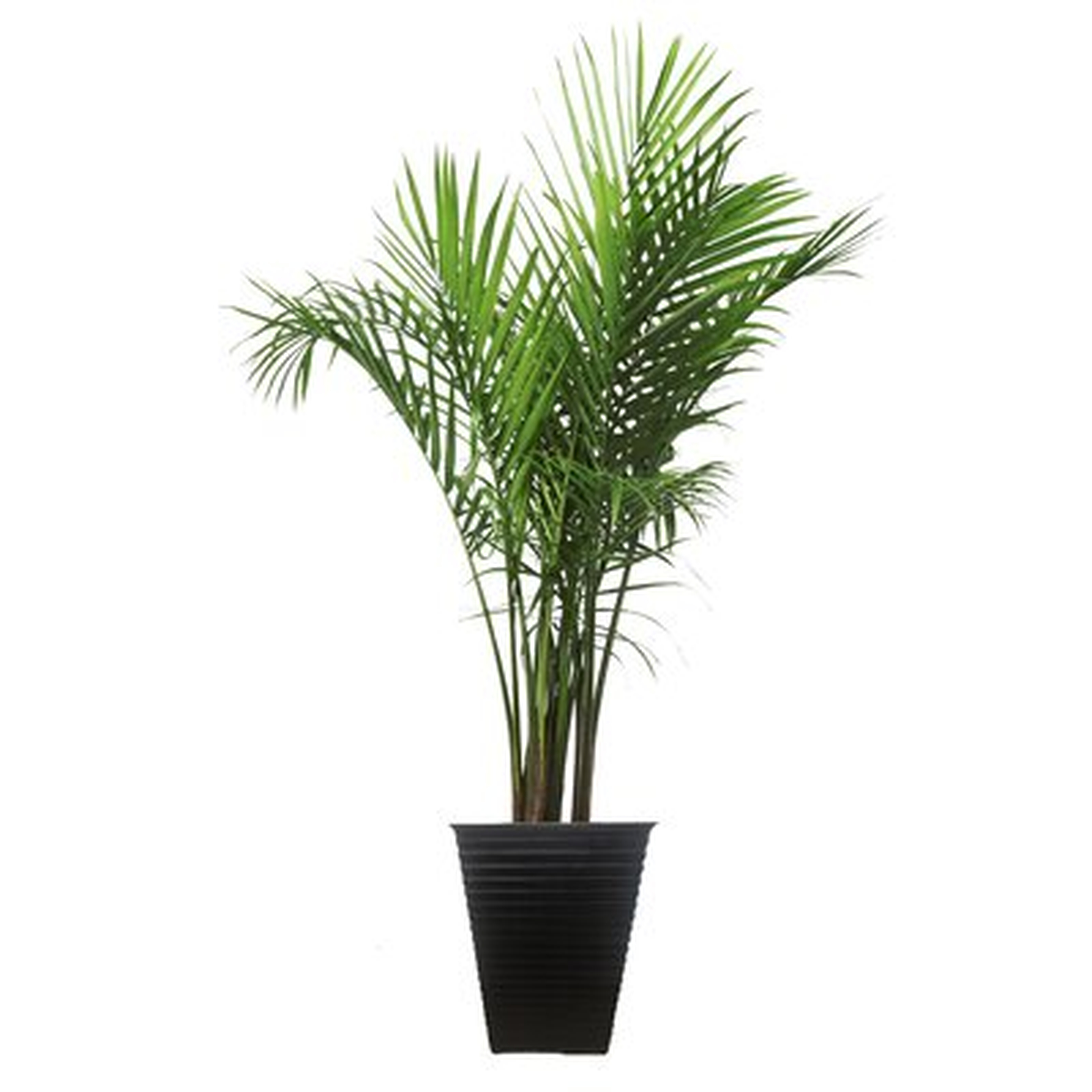 48'' Live Majesty Palm Tree in Planter - Wayfair