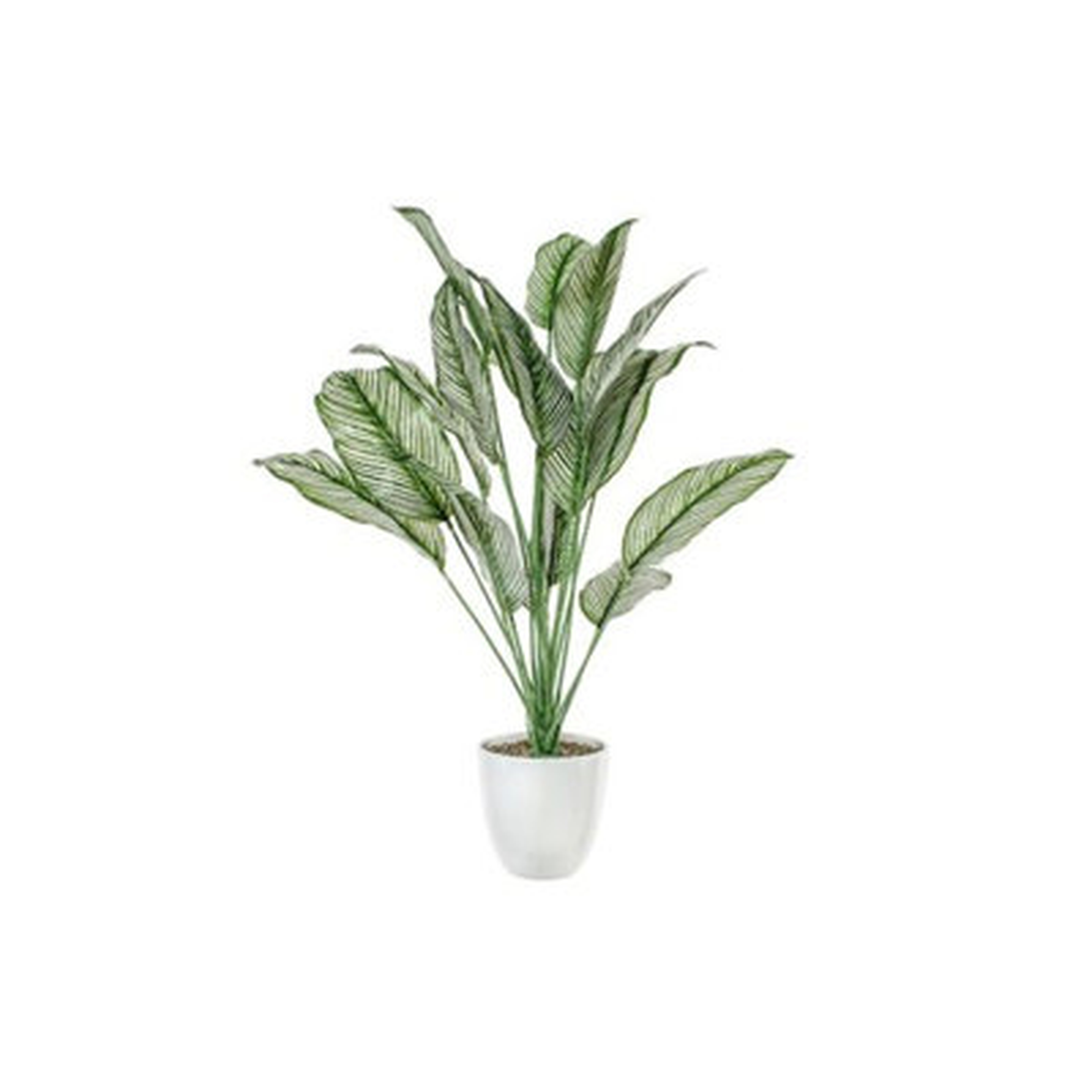 Green And White Potted Calathea Plant Faux Plants And Trees - Wayfair