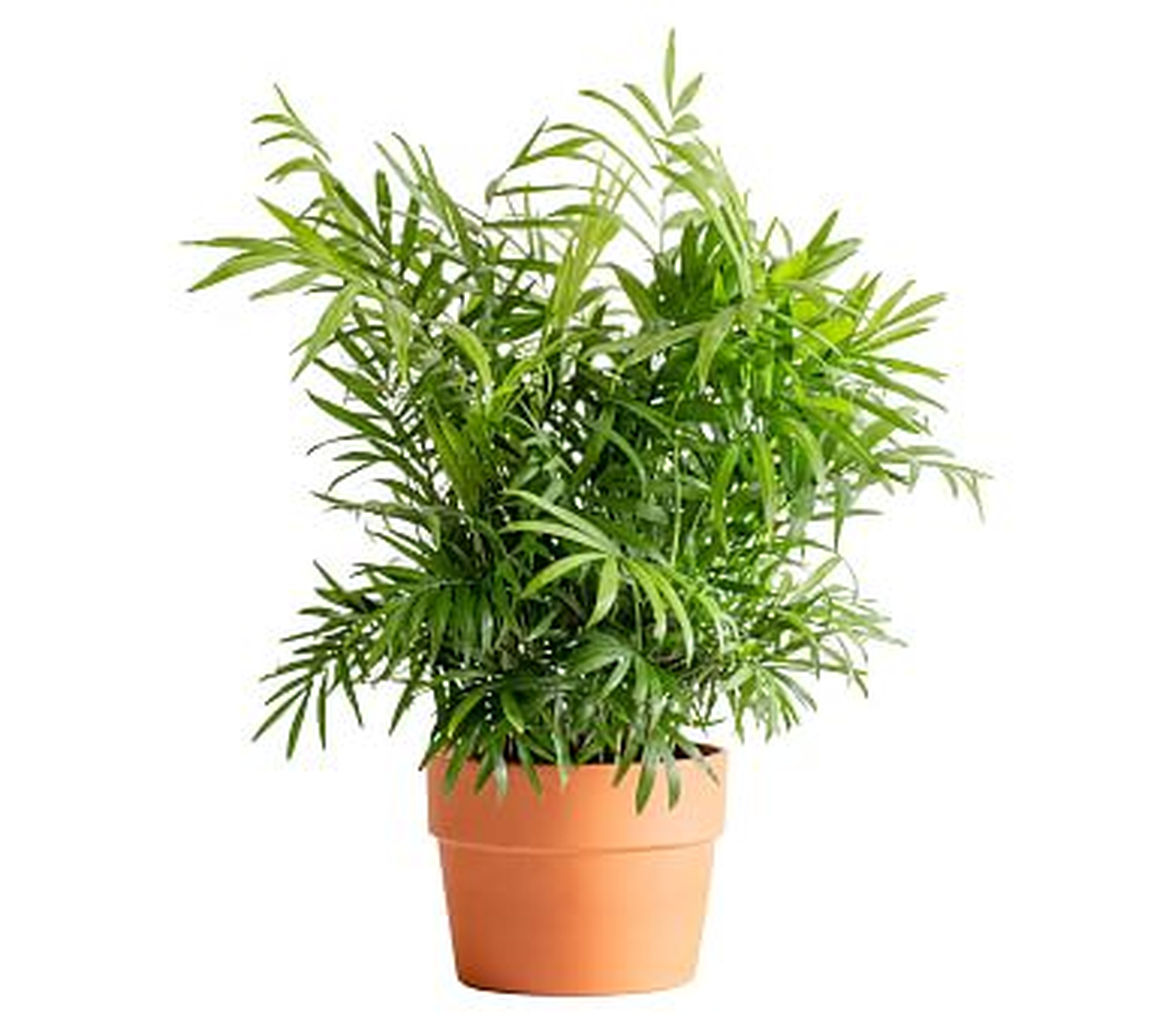 Live Parlor Palm Plant in Terra Cotta Pot - 6" - Pottery Barn