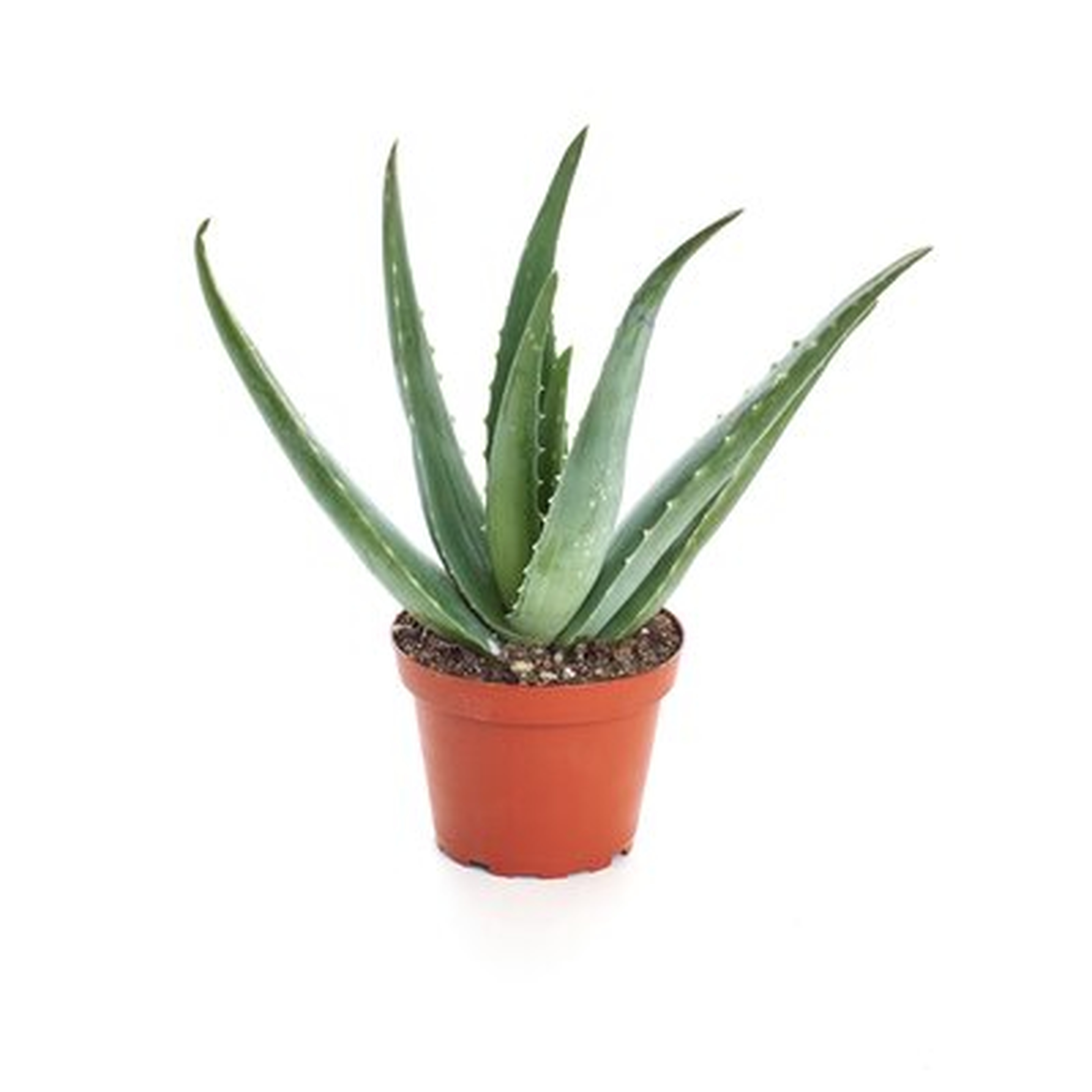 Live Aloe Plant - Wayfair