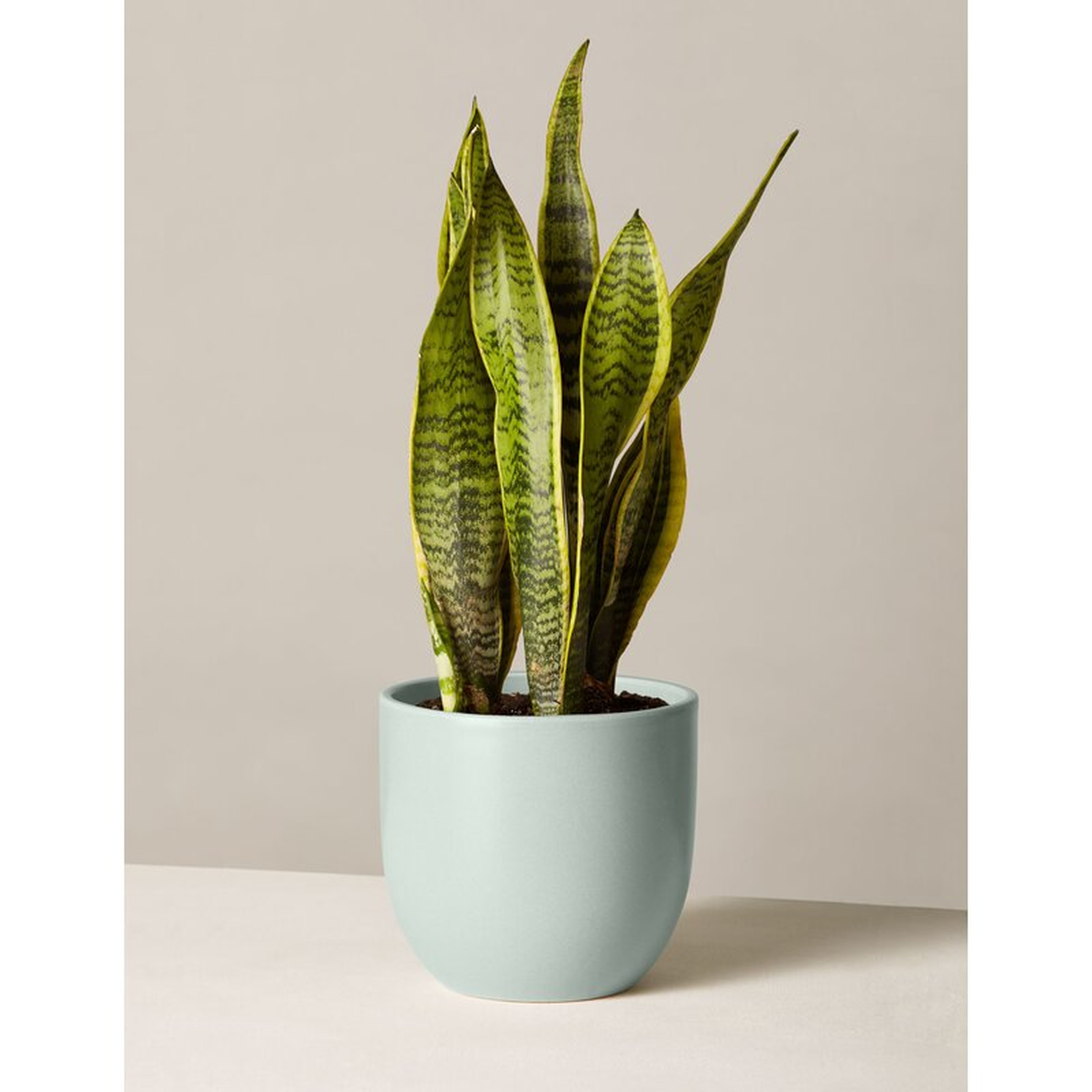 The Sill Live Snake Plant in Pot Size: 35" H x 7" W x 7" D, Base Color: Mint - Perigold
