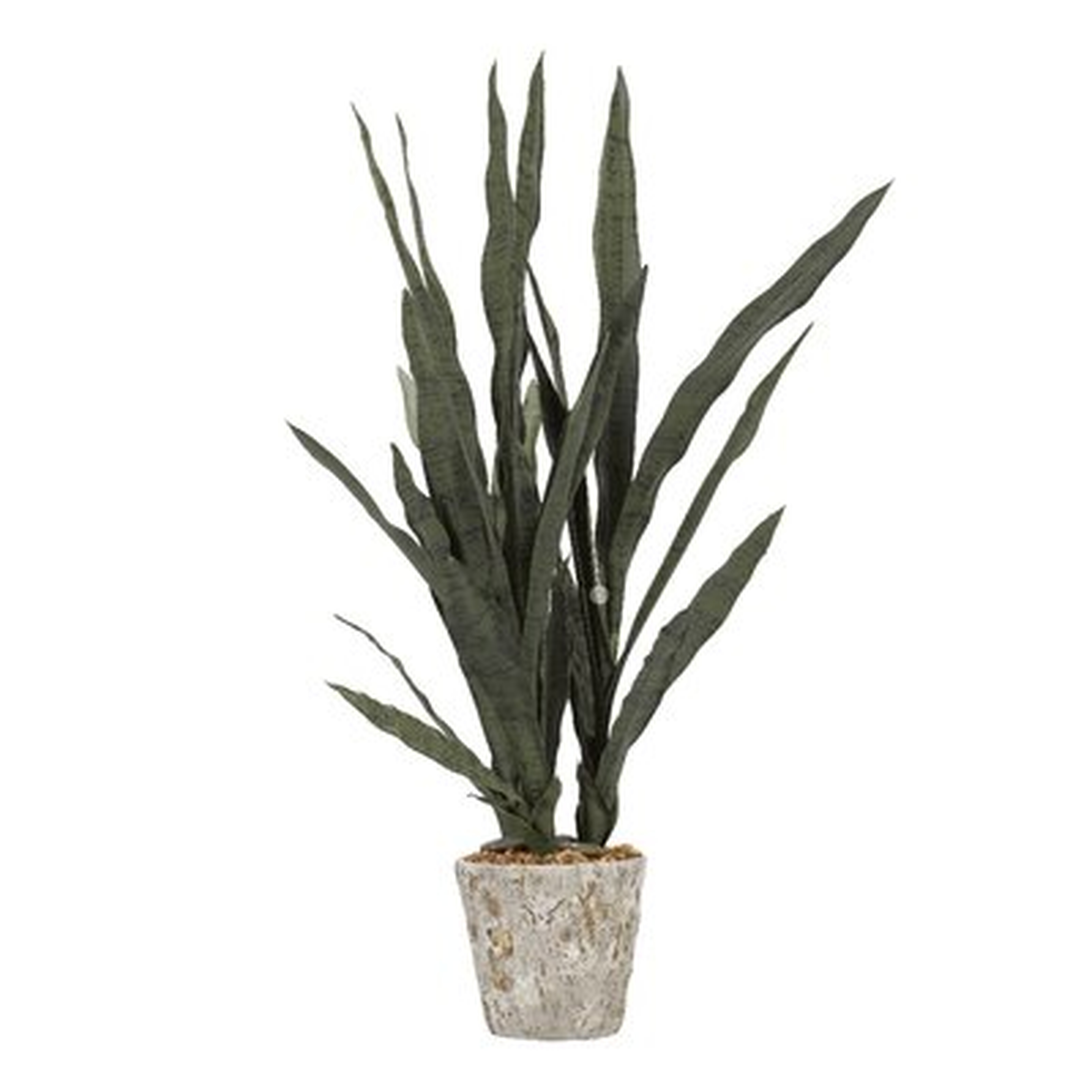 Mother in Law's Tongue Desktop Foliage Plant in Planter - Wayfair