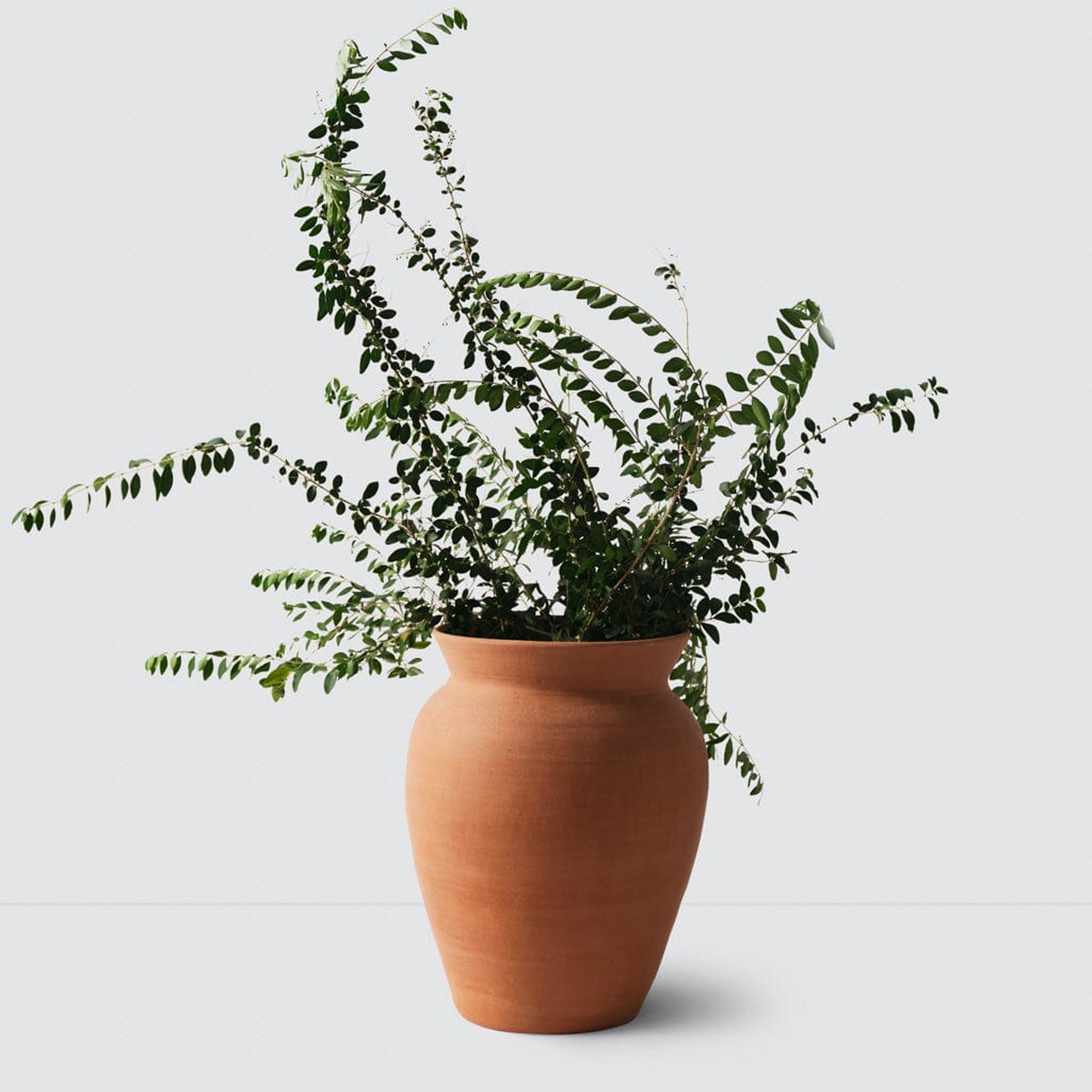 The Citizenry Lafayette Planter | Large | Natural - The Citizenry