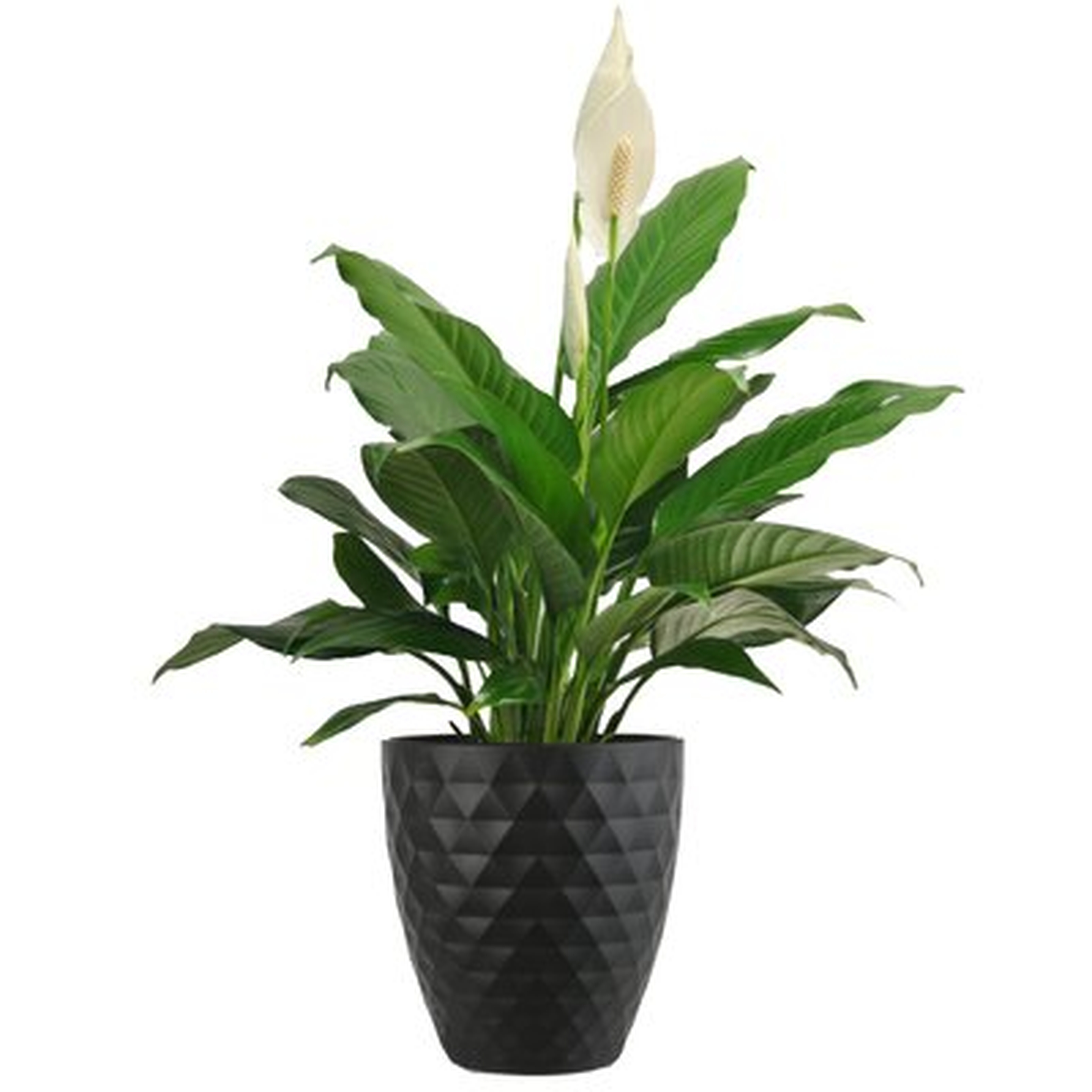 15" Peace Lily Plant in Planter - Wayfair