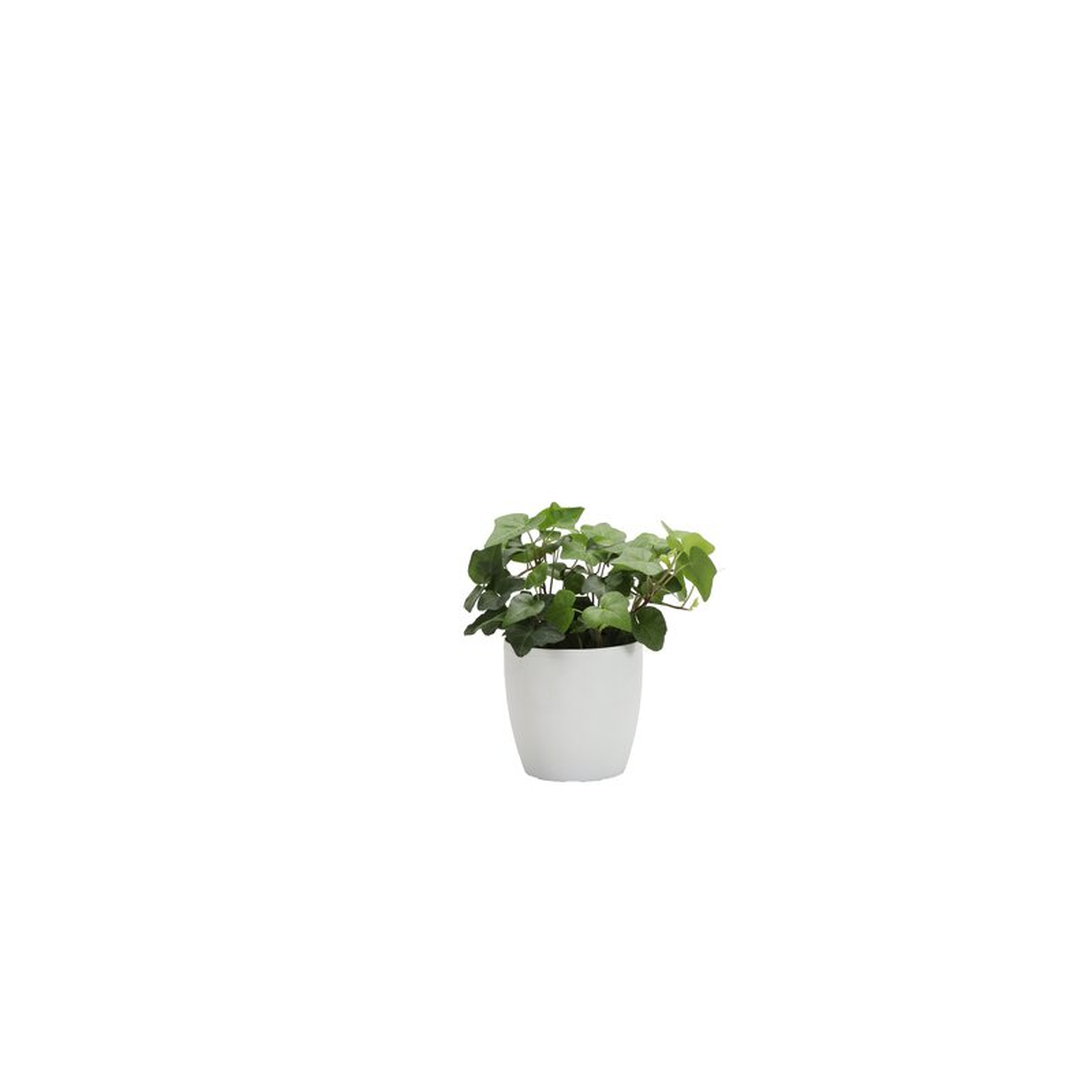 Thorsen's Greenhouse Live Green Ivy Plant in Classic Pot - Perigold