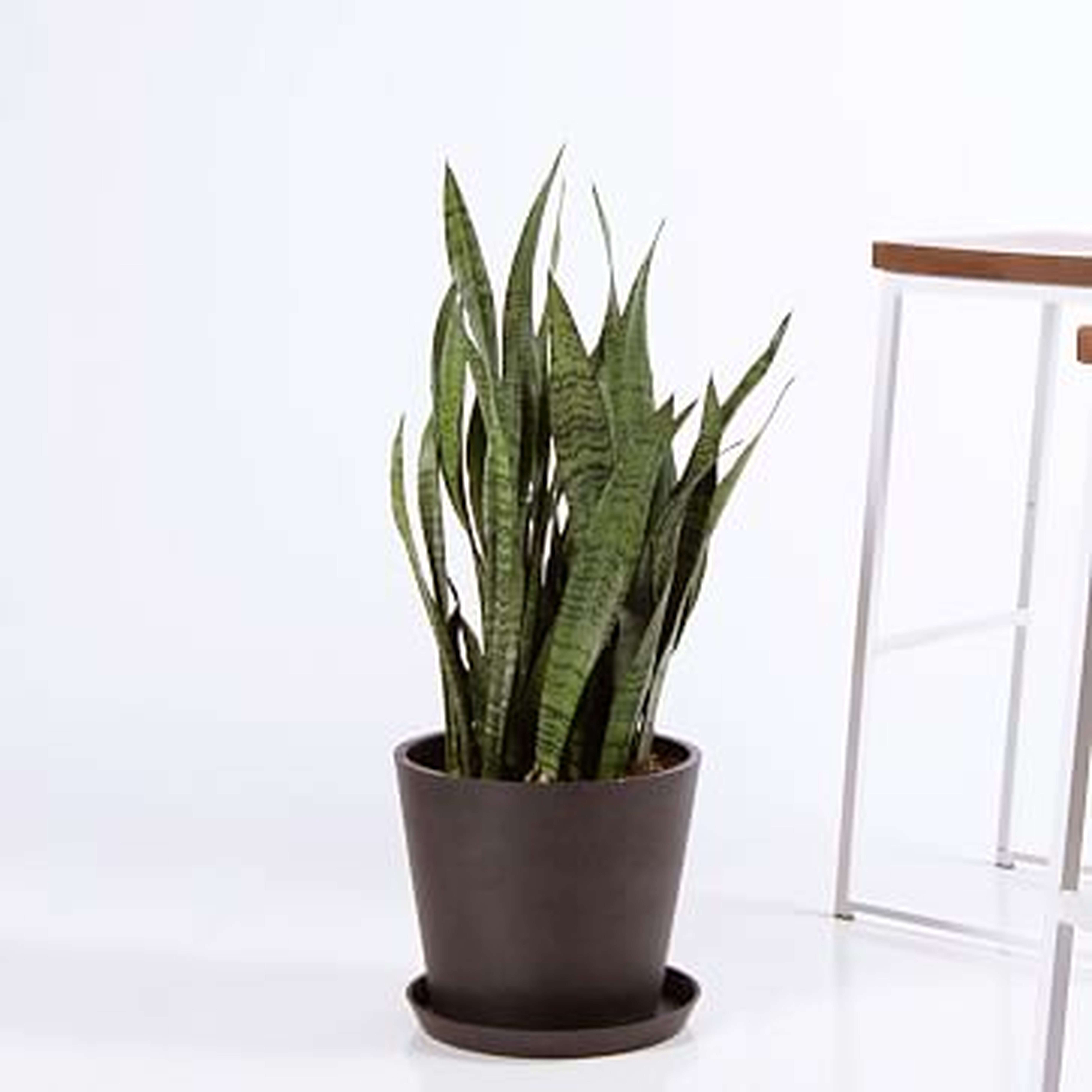 Sansevieria Snake Plant in Pot - Bloomscape