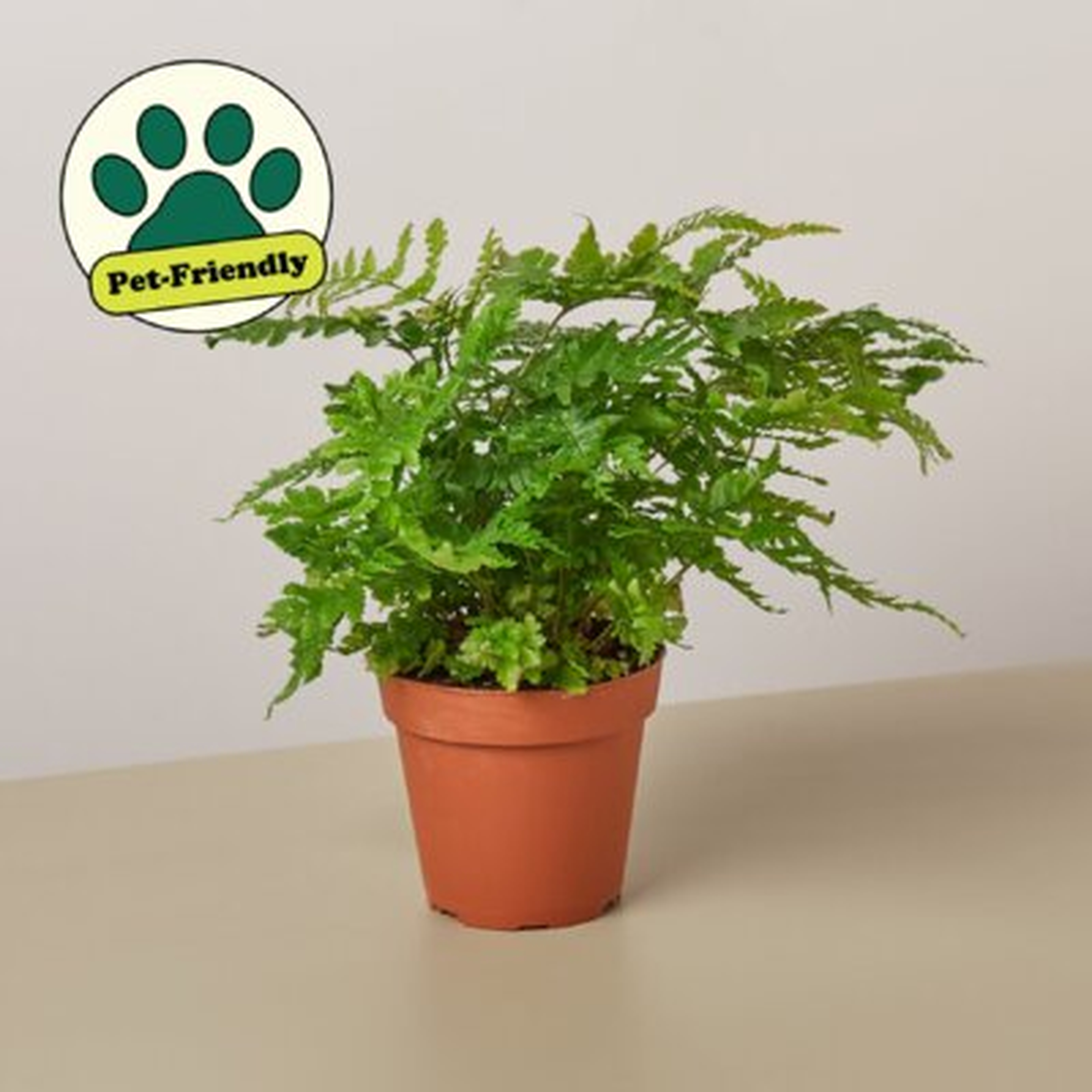 Autumn Fern (8" - 14" Tall) - Live Plant - FREE Care Guide - 6" Pot - Low Light House Plant - Wayfair