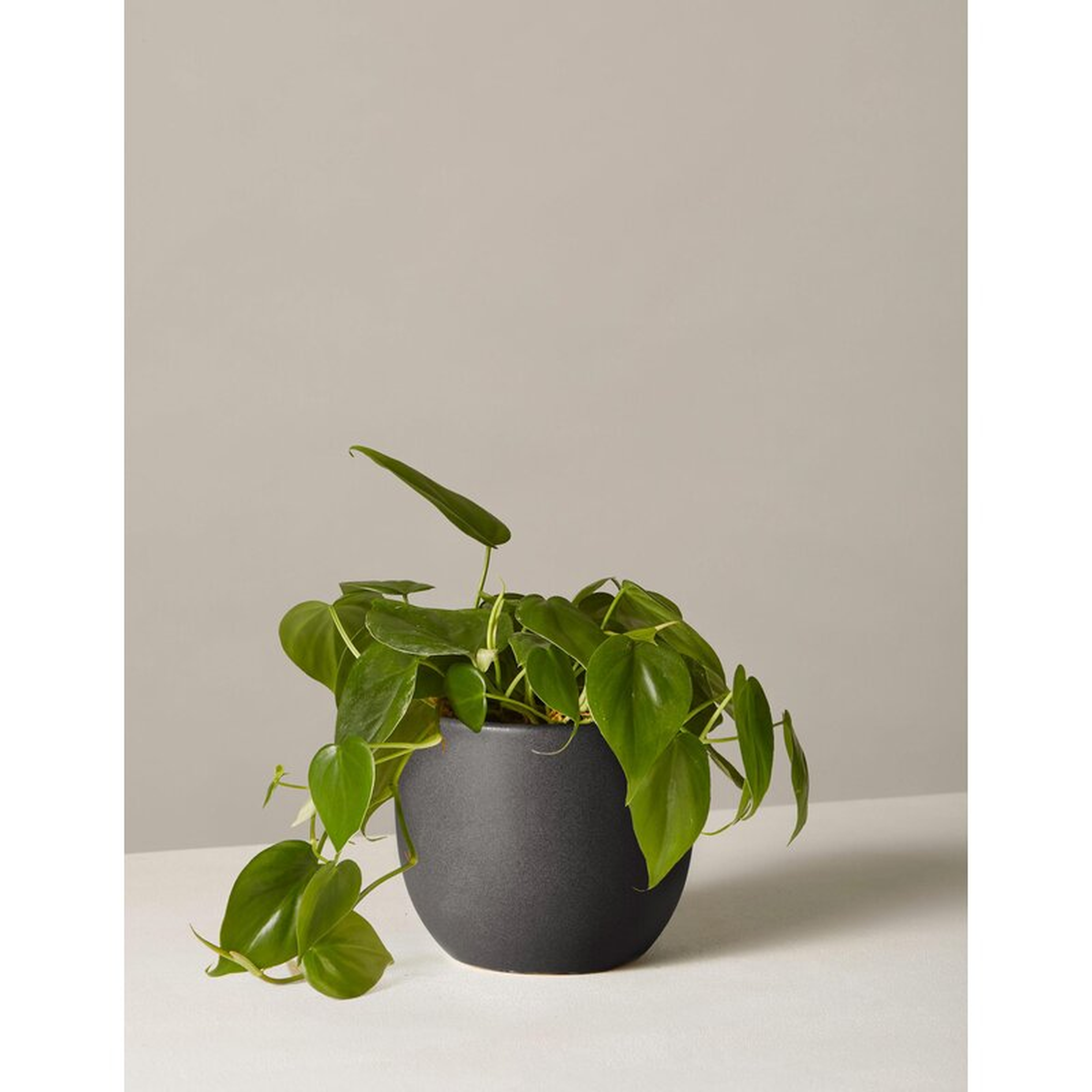 The Sill Live Philodendron Plant in Pot Size: 12" H x 5" W x 5" D, Base Color: Black - Perigold