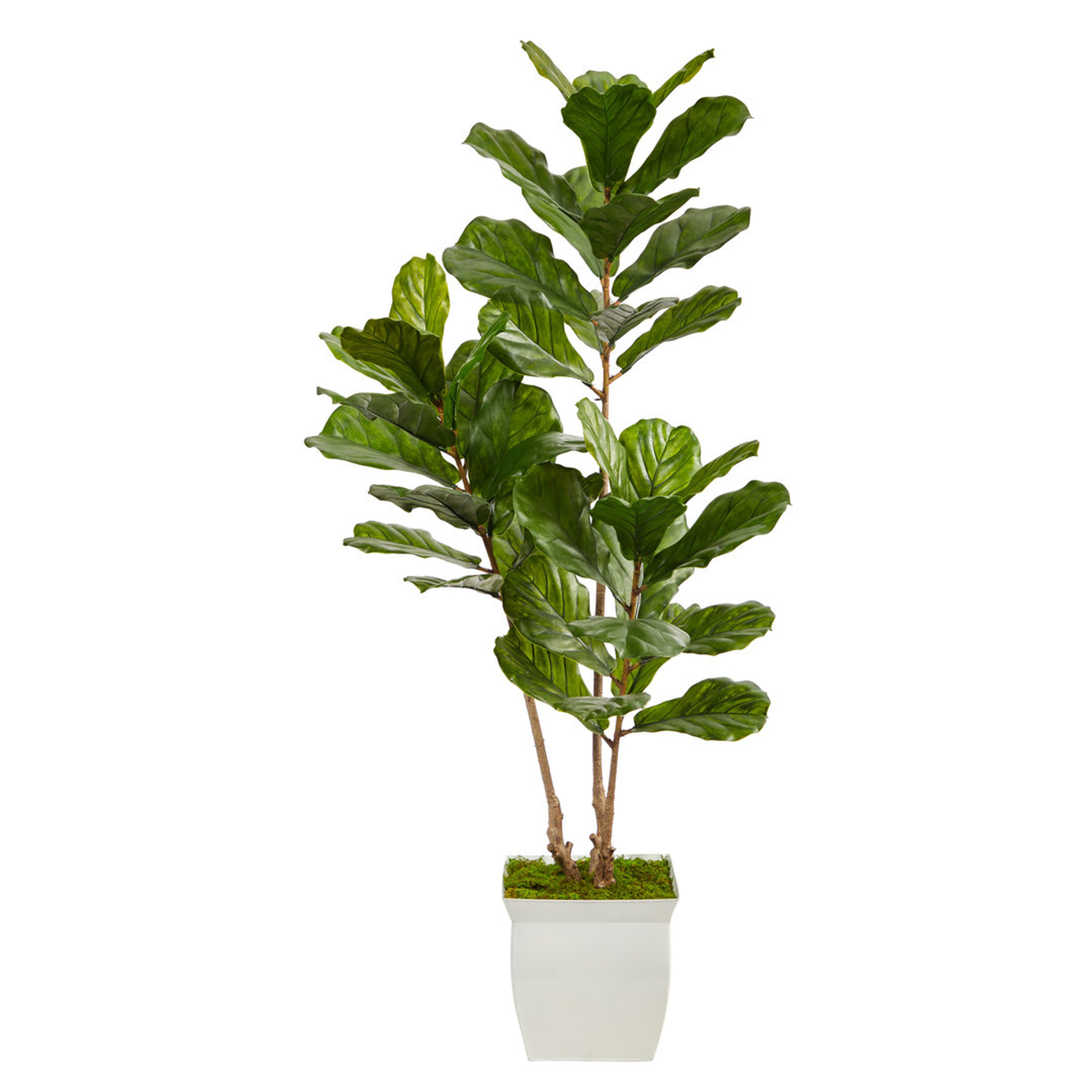"Nearly Natural 5.5Ft. Fiddle Leaf Artificial Tree In White Metal Planter UV Resistant (Indoor/Outdoor)" - Perigold