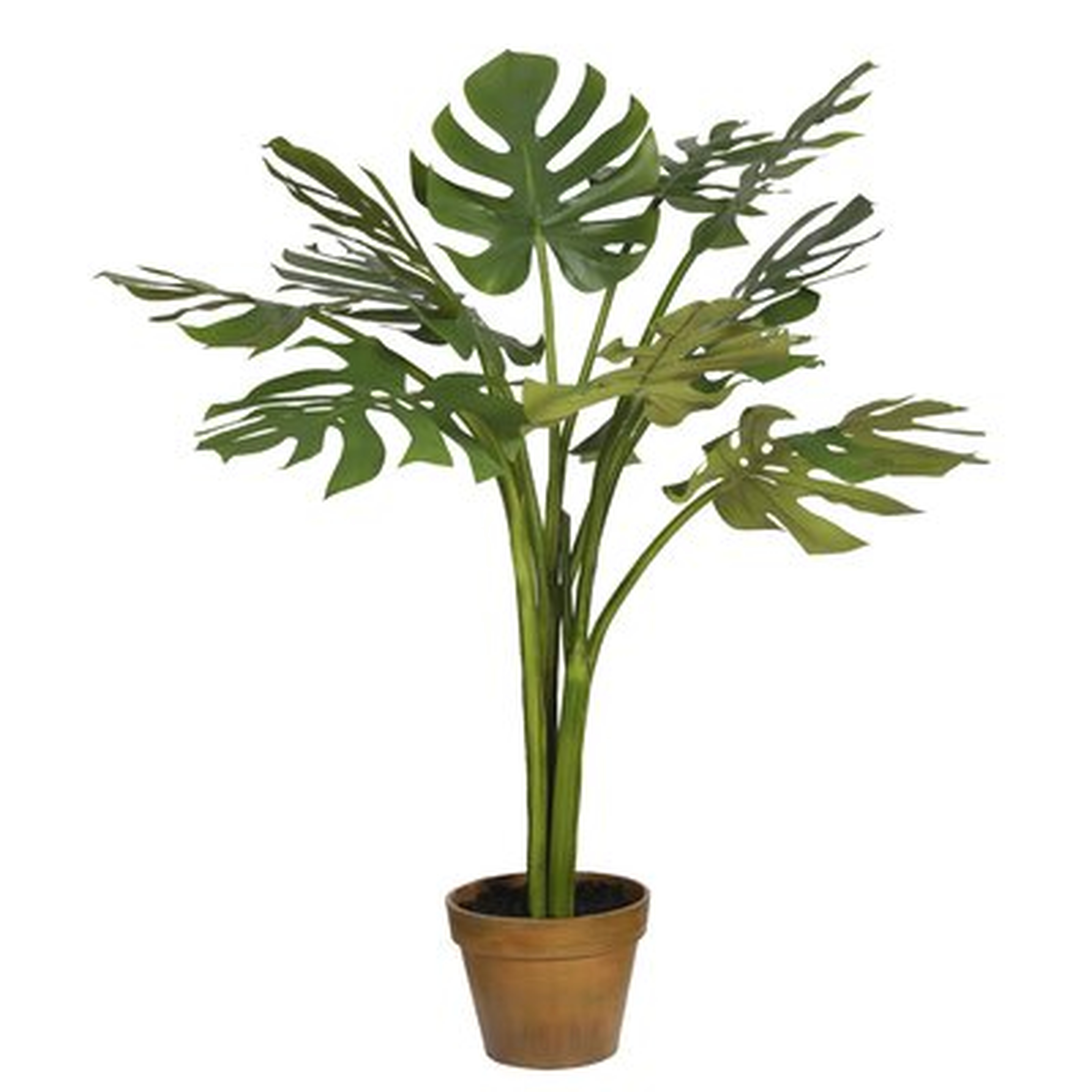 Monstera Plant in Pot - Wayfair
